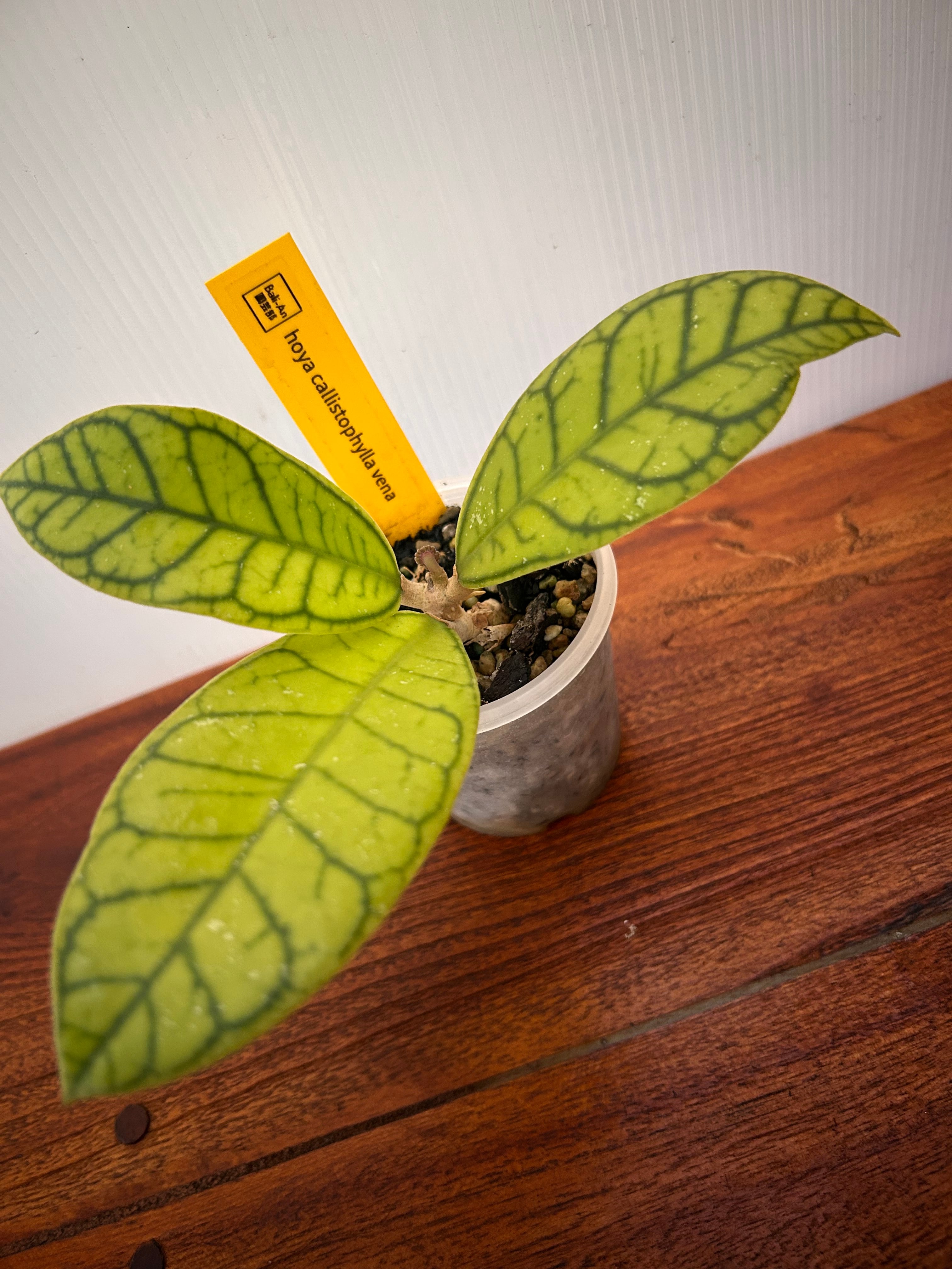 Hoya | BA PLants