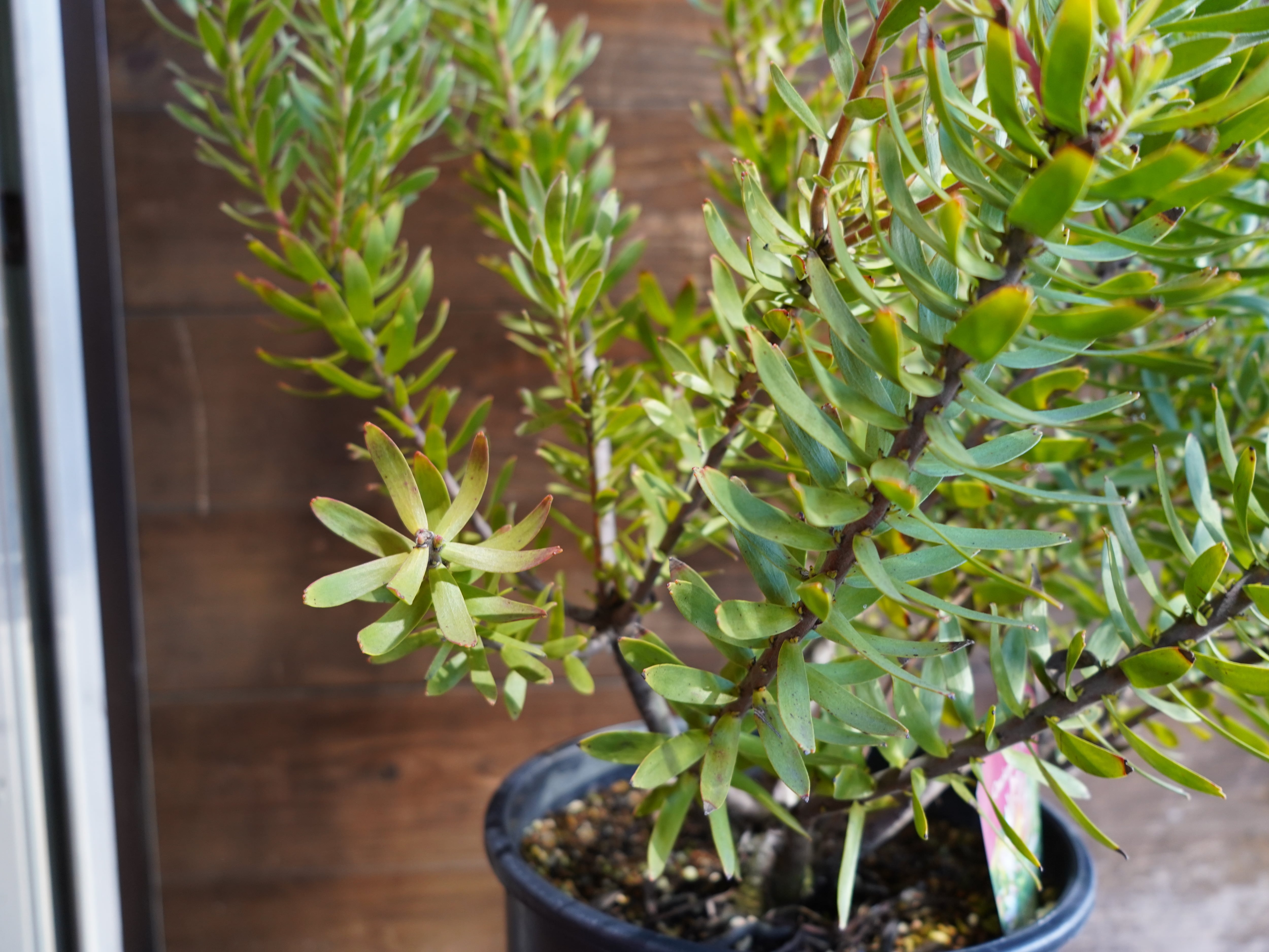 【現物】ミメテス　”クラッカージャックレッド”