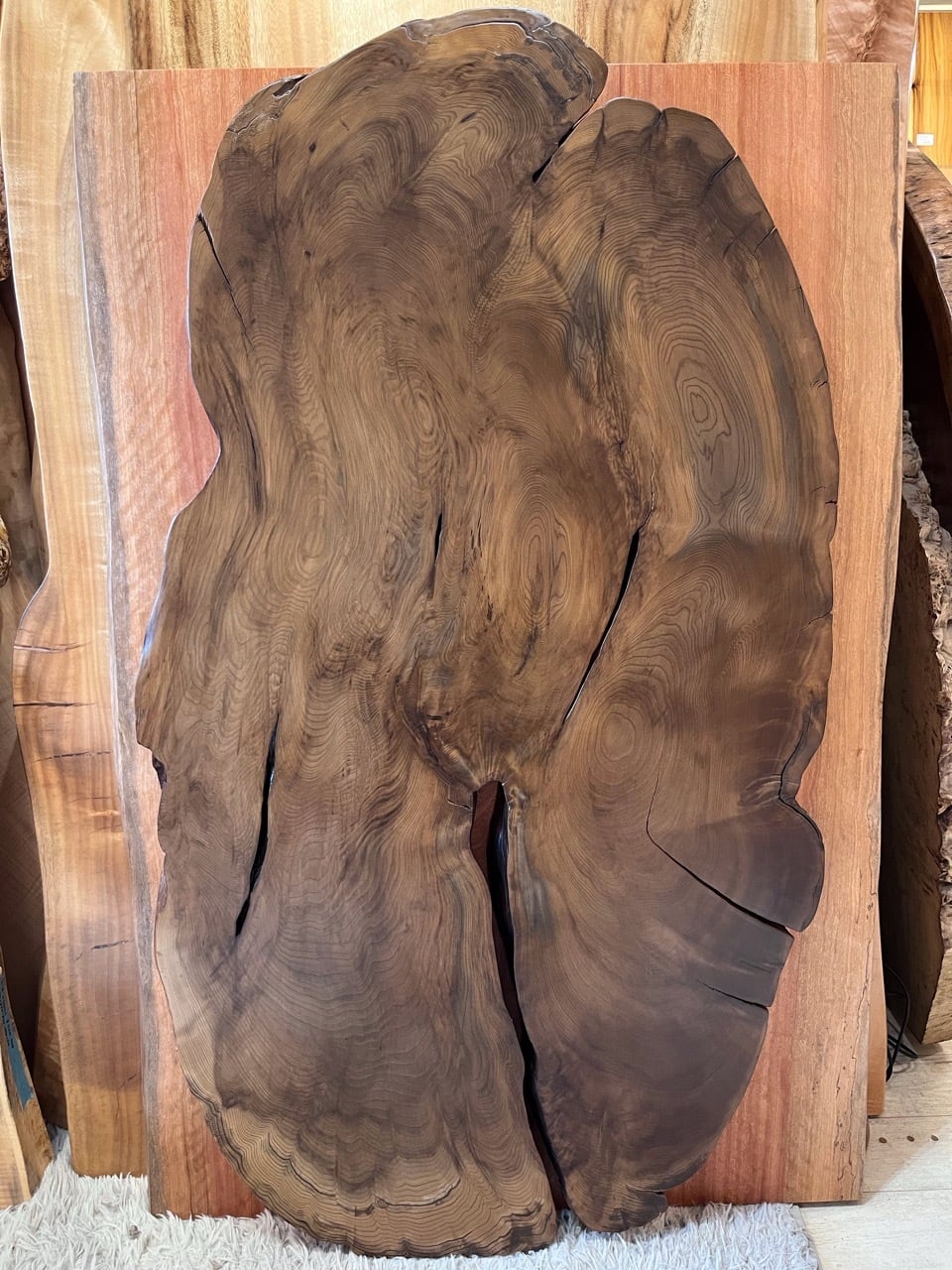 時代☆古杉敷板 油木☆蓮根杉無垢材一枚板50cm御神木【侘・寂】樹洞輪