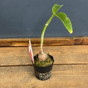 【クリアランス】Hydnophytum radicans (simplex)【618】