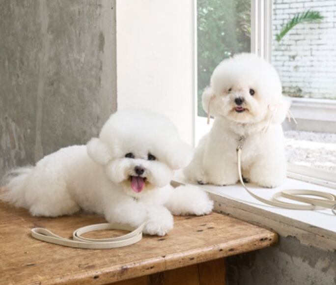 予約【stroll】Lumiere Leash (milktea)