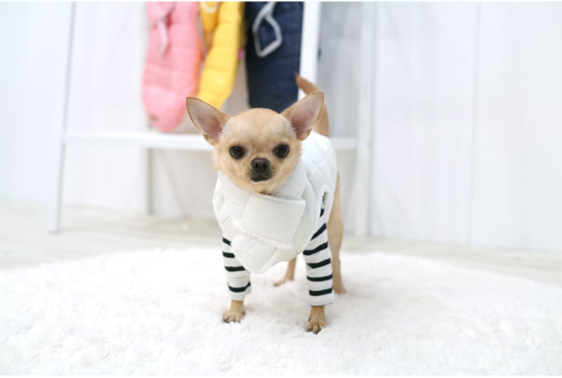 【SALE】軽量ダウンベスト 中型犬 大型犬 2XL 〜 5XL  4color  /  犬服 犬の服 犬 パーカー アウター シンプル 暖かい 防寒 ドッグウェア 