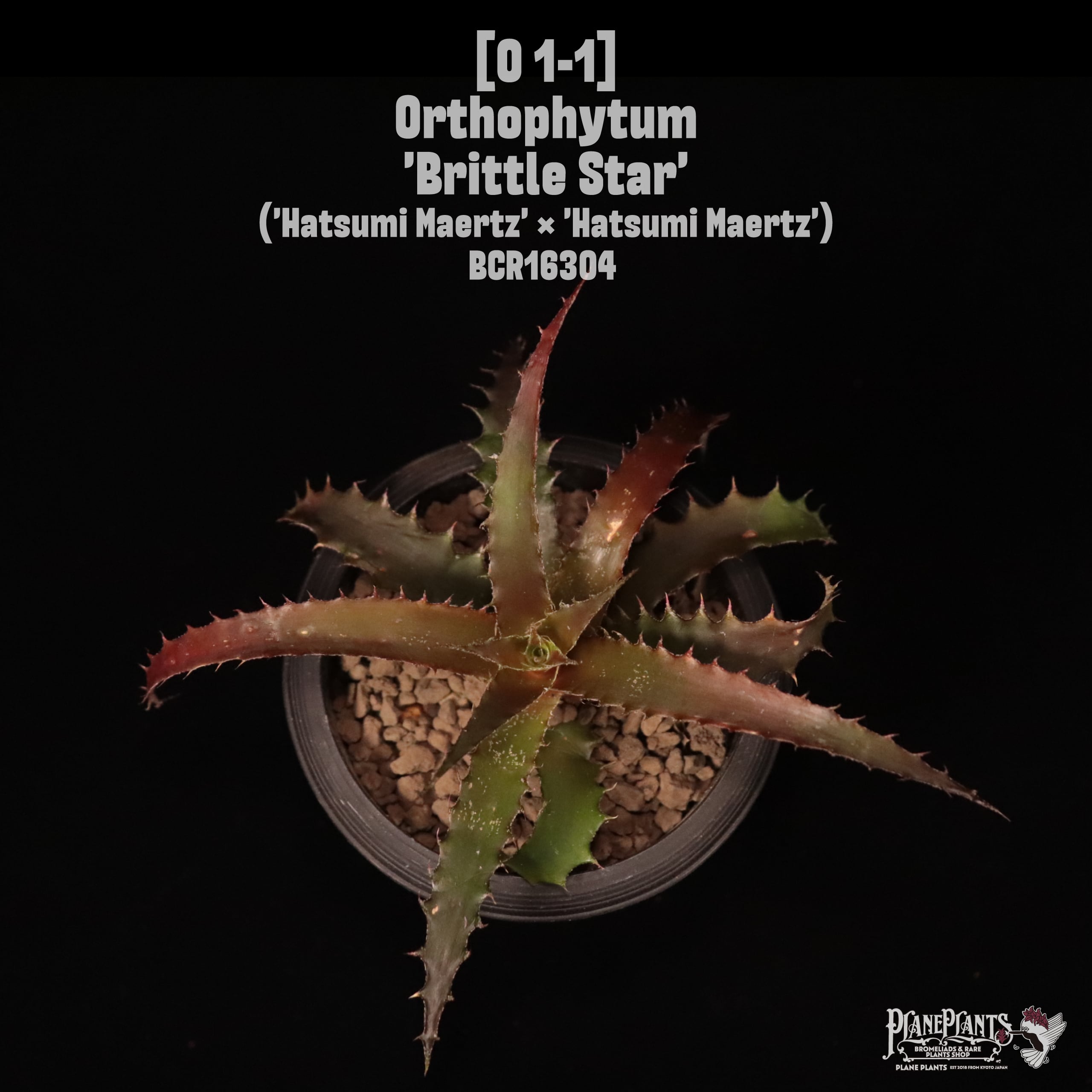 送料無料】Orthophytum 'Brittle Star'〔オルソフィツム〕現品発送O1-1