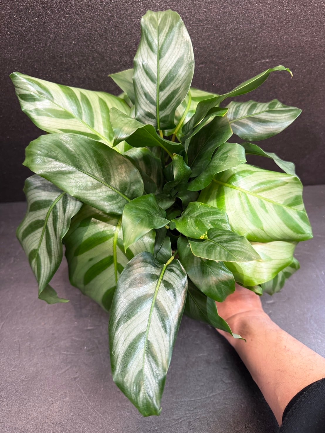カラテア フレディ　観葉植物 フレディ カラテア 観葉植物 4号 | 観葉植物と雑貨のお店 VIVAGREEN