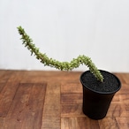 Ceraria namaquensis【ケラリア・ナマクエンシス】