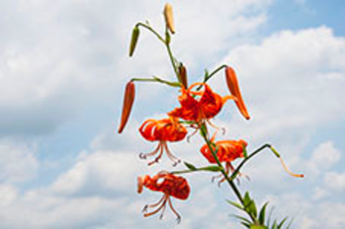 画像データ オニユリ1 Ss ライブラリー