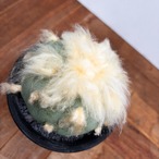 Lophophora diffusa【ロフォフォラ・デフューサ・NM01】