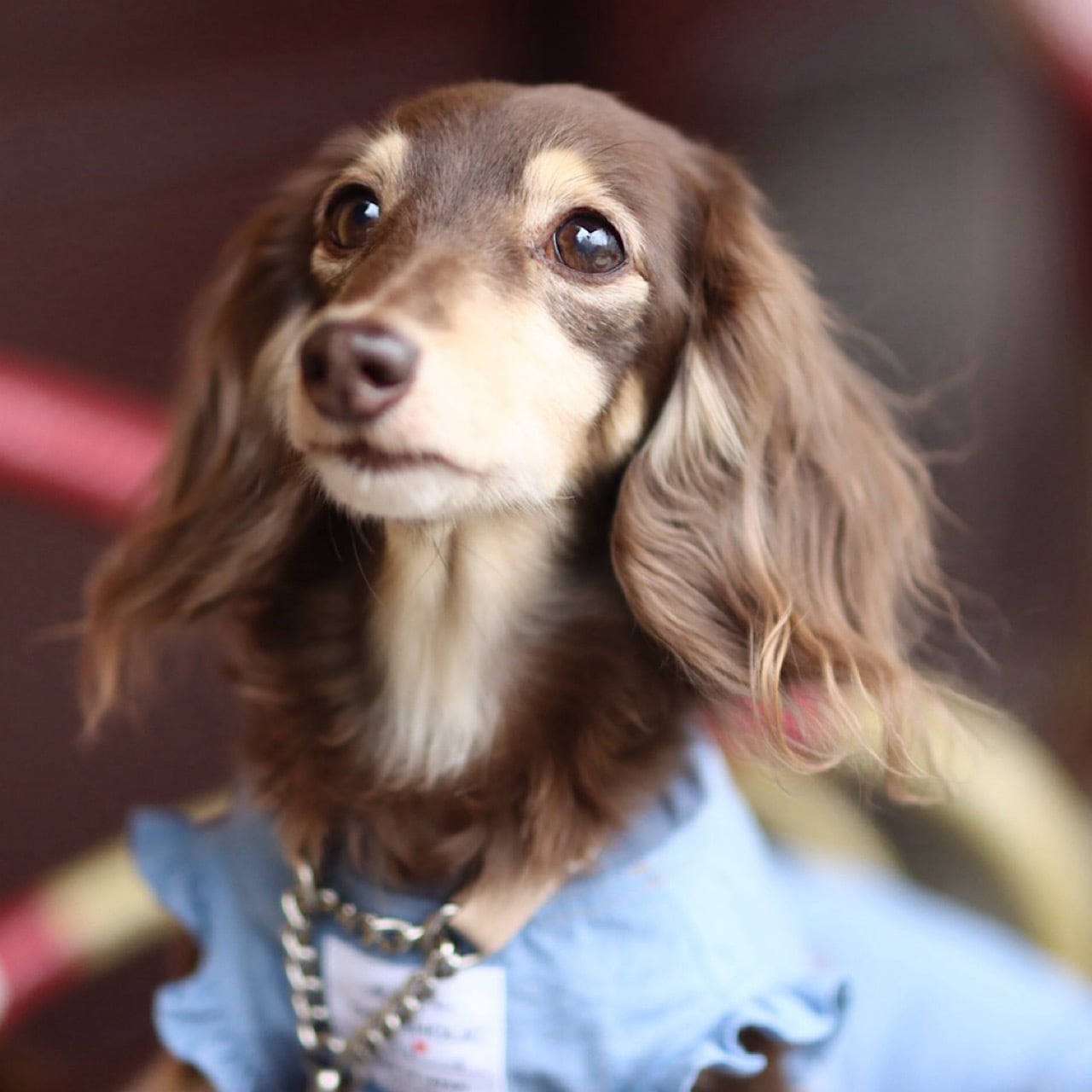 ダンガリーポッケ(フリル)