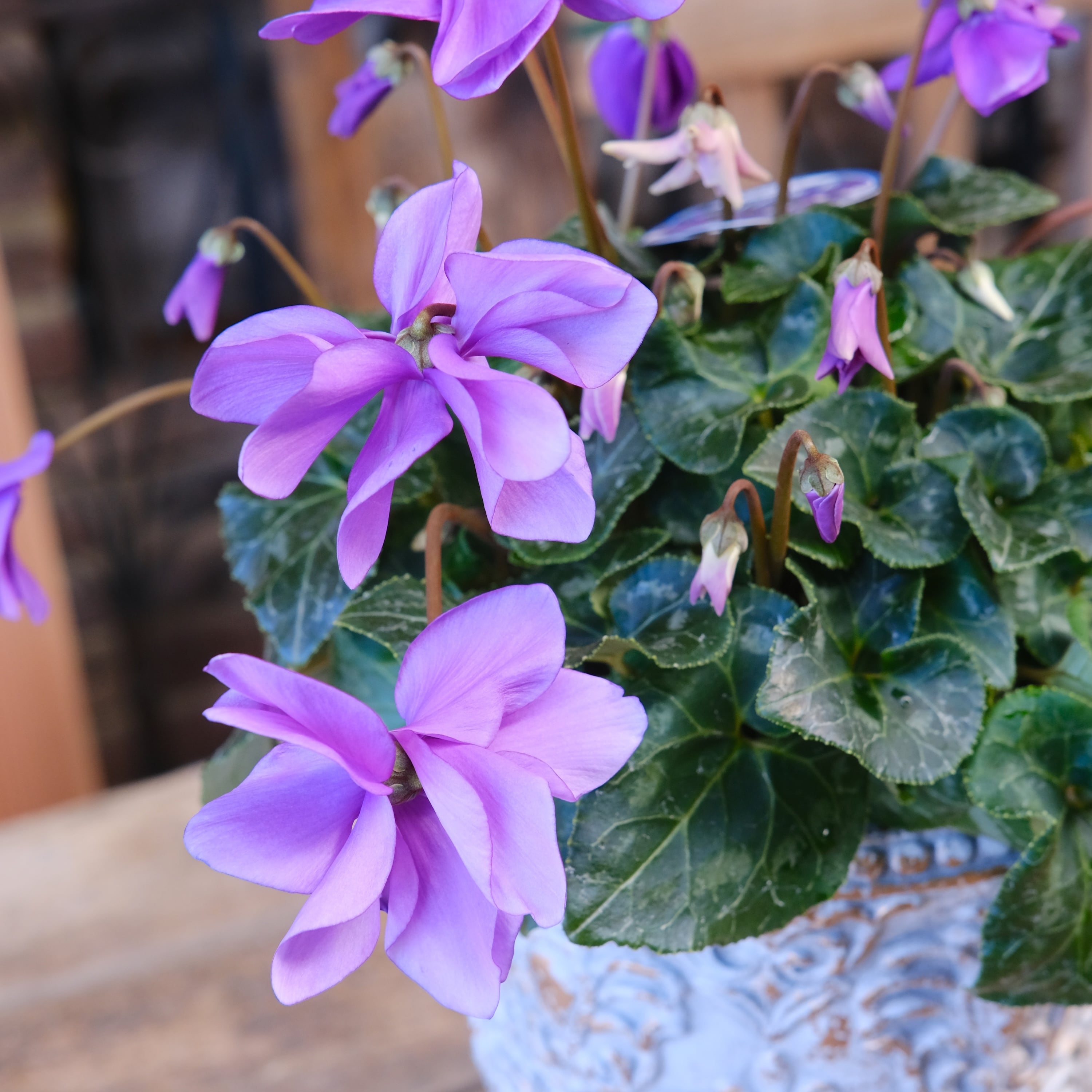 精麻龍　ミニサイズ(紫) No, 7】ミニシクラメン チモシリーズ 八重《 枝垂れざき 》鉢なし