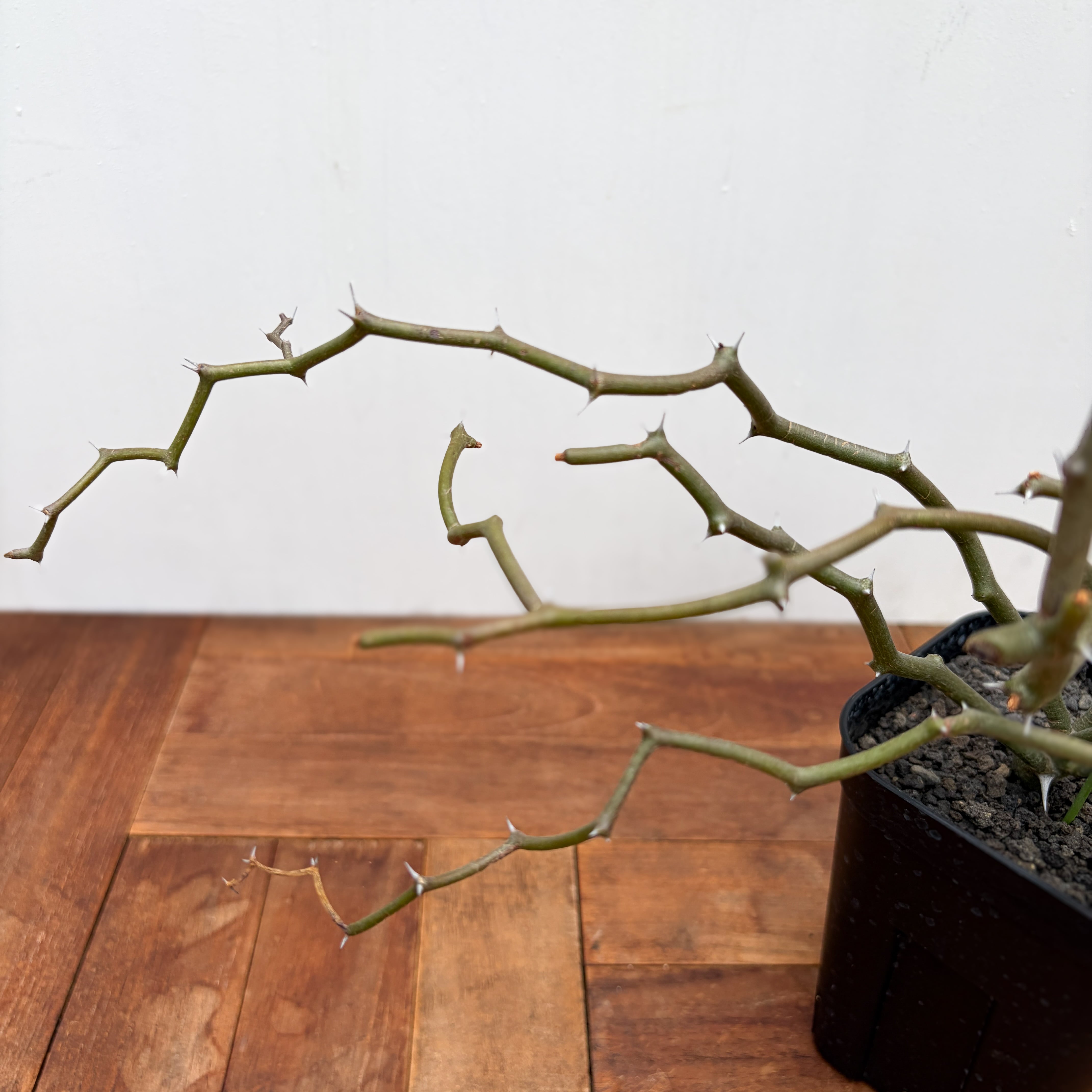 Decarya madagascariensis【デカリヤ・マダガスカリエンシス