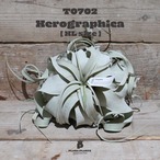 【送料無料】キセログラフィカ XL〔エアプランツ〕現品発送T0702