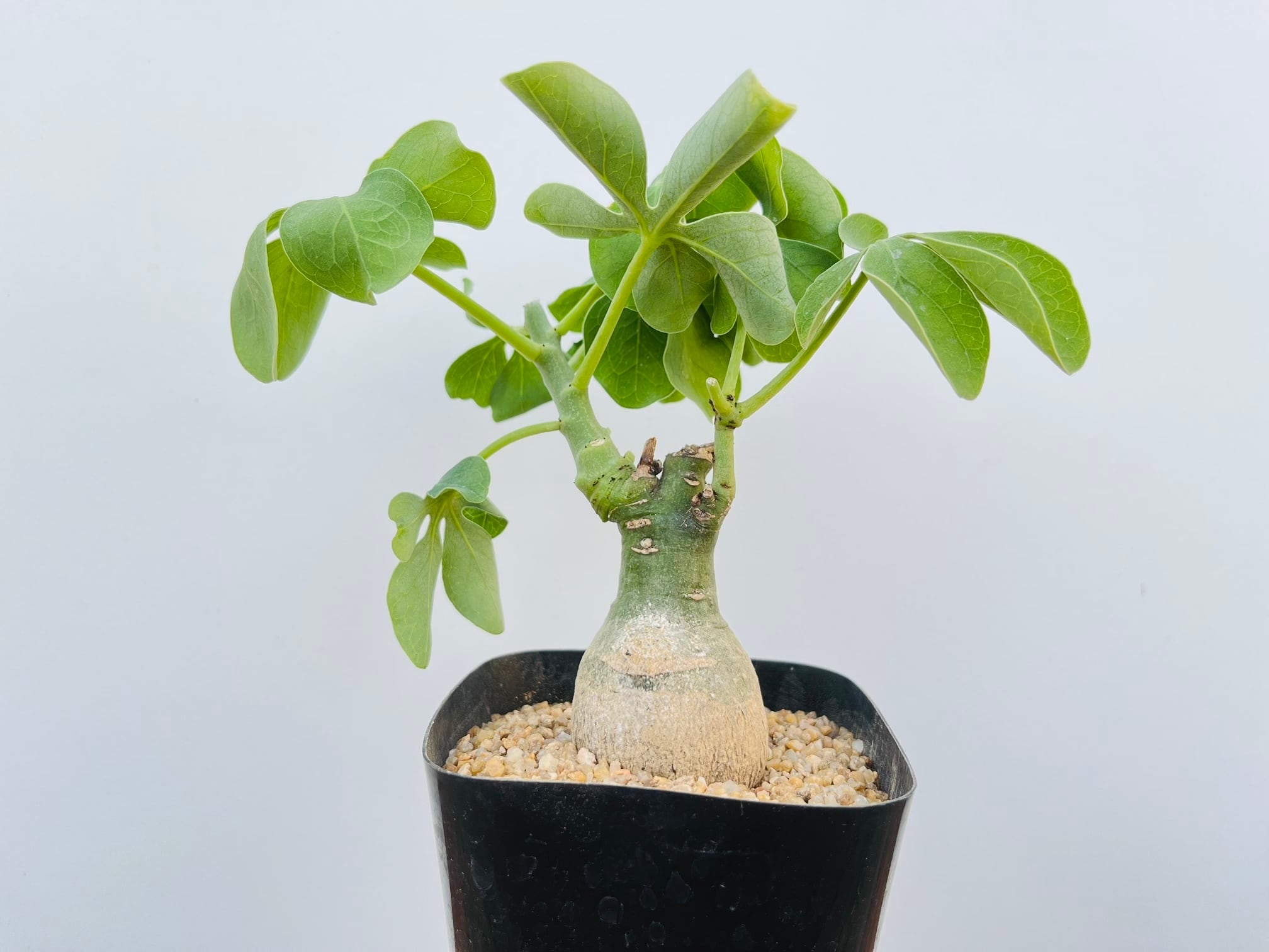 Adenia glauca アデニア グラウカ 多肉植物 塊根植物 | plants MARU