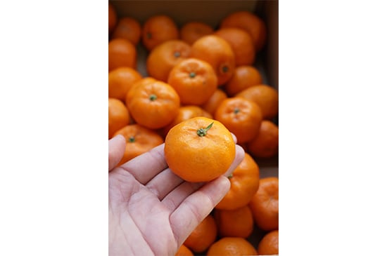 桜島小みかん(鹿児島県産)・500g