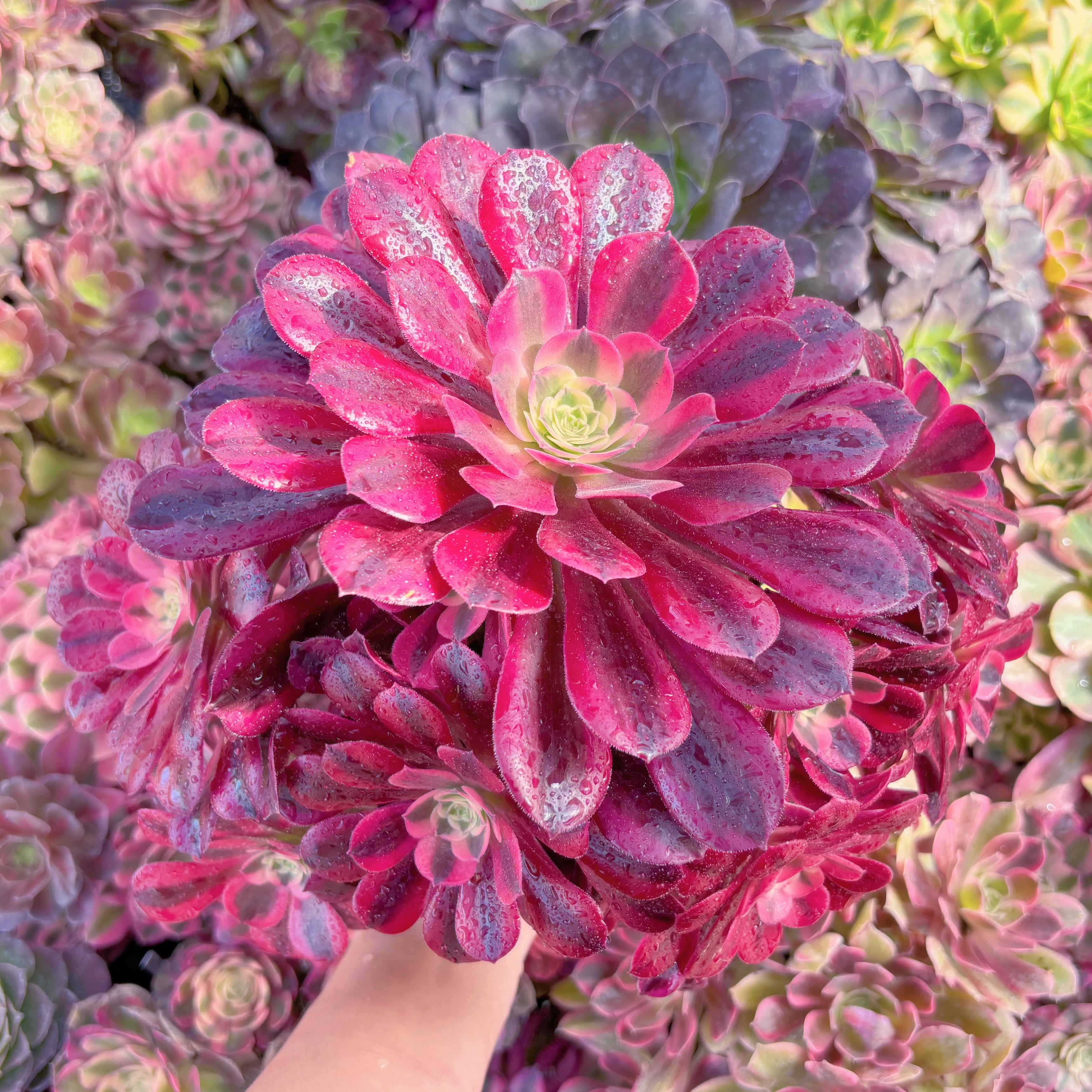 現品　メデューサ#K105　大群生　るる農園