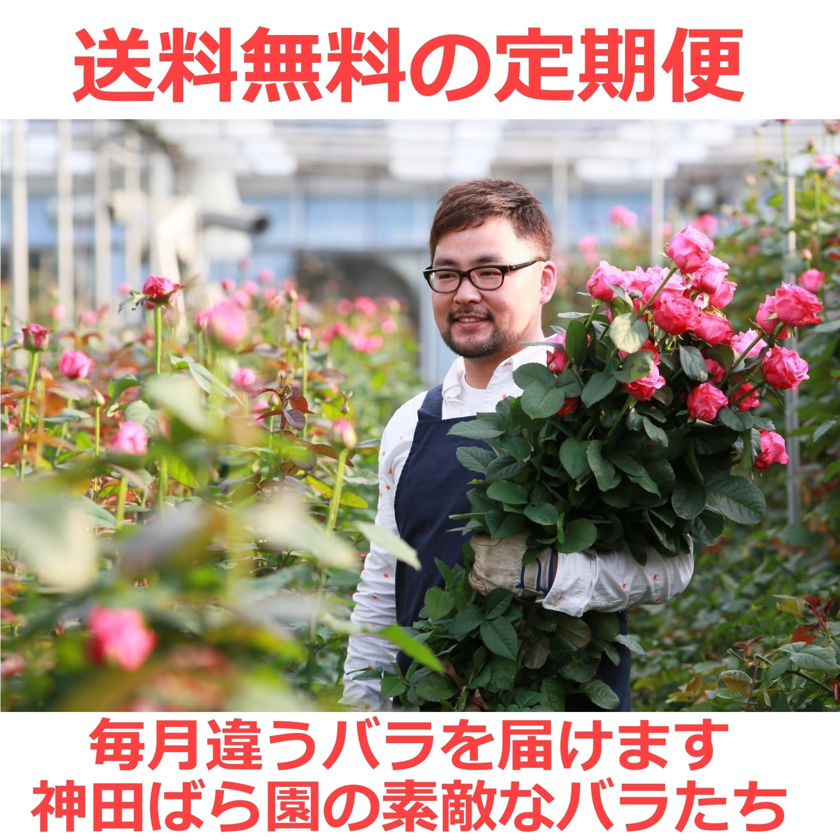 送料無料の定期便！毎月違うバラが届く バラの匠 神田ばら園の