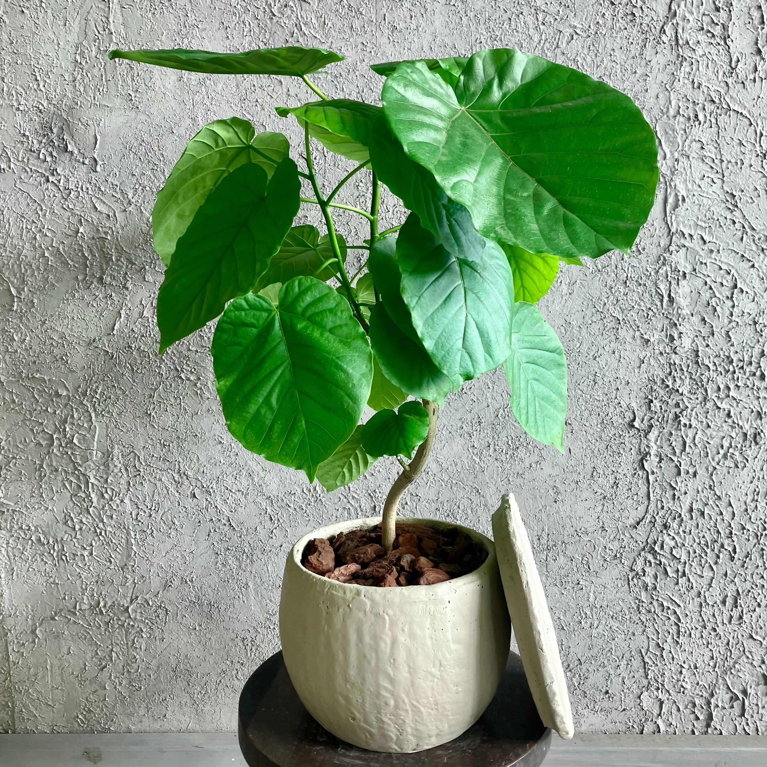 大型　フィカス　ベンガレンシス　オードリー　陶器鉢　植え込み発送 大型 フィカス ベンガレンシス オードリー 陶器鉢 植え込み発送