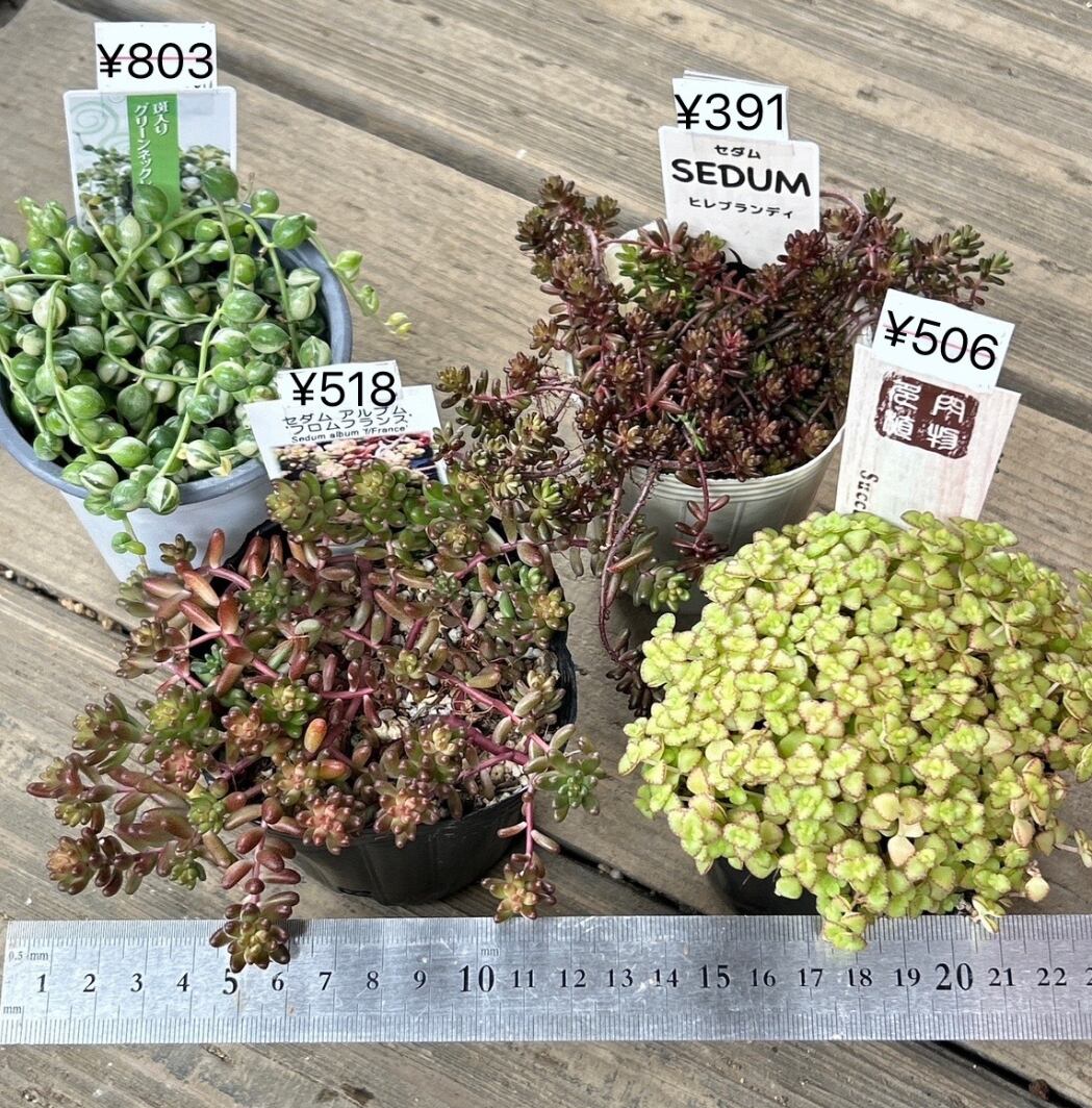 セダム(*´ω｀*)さん専用 セダム(*´ω｀*)さん専用 【公式通販】