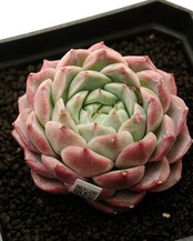 カット苗 忘情の夜 フォーゲッティングナイト 【日本初上陸？！】 Echeveria 'Forgetting Night'