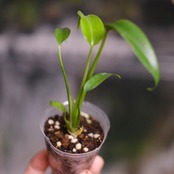 モンステラ バールマルクスフレーム / Monstera 'Burle Marx's Flame⑤