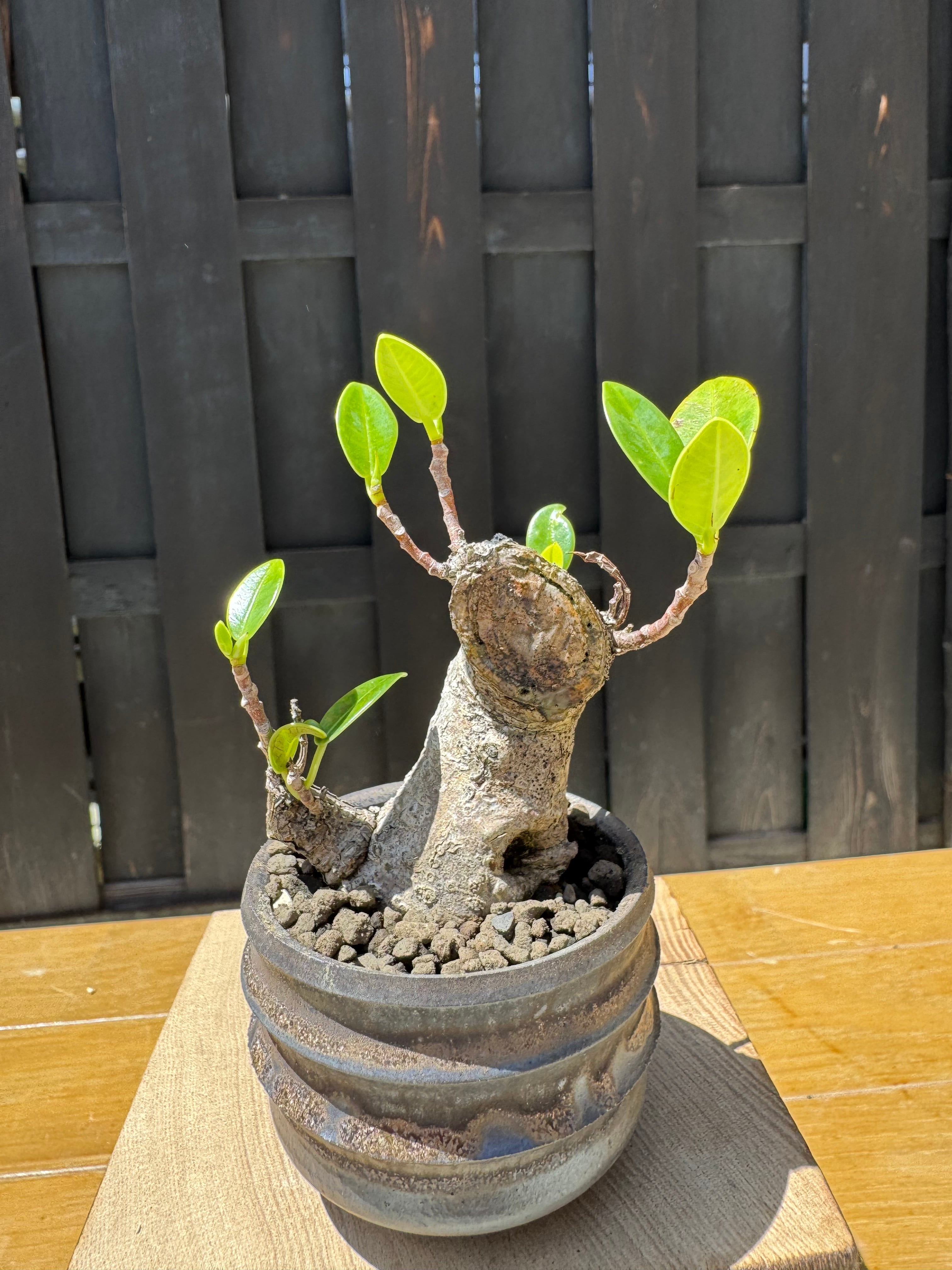 琉球盆栽】Ficus microcarpa × deracinefactory【古木ガジュマル】小品