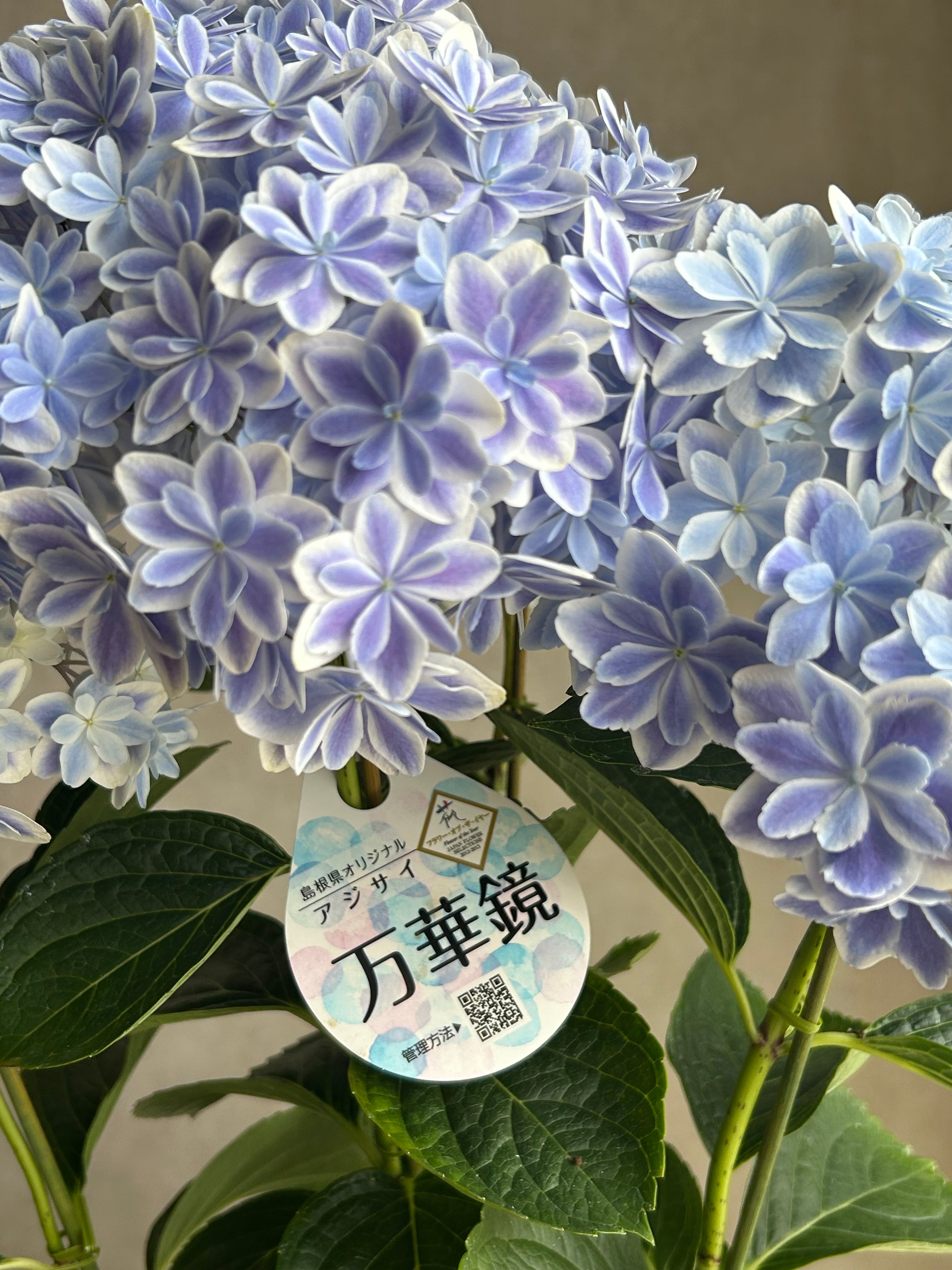 紫陽花「万華鏡」 | Velonica