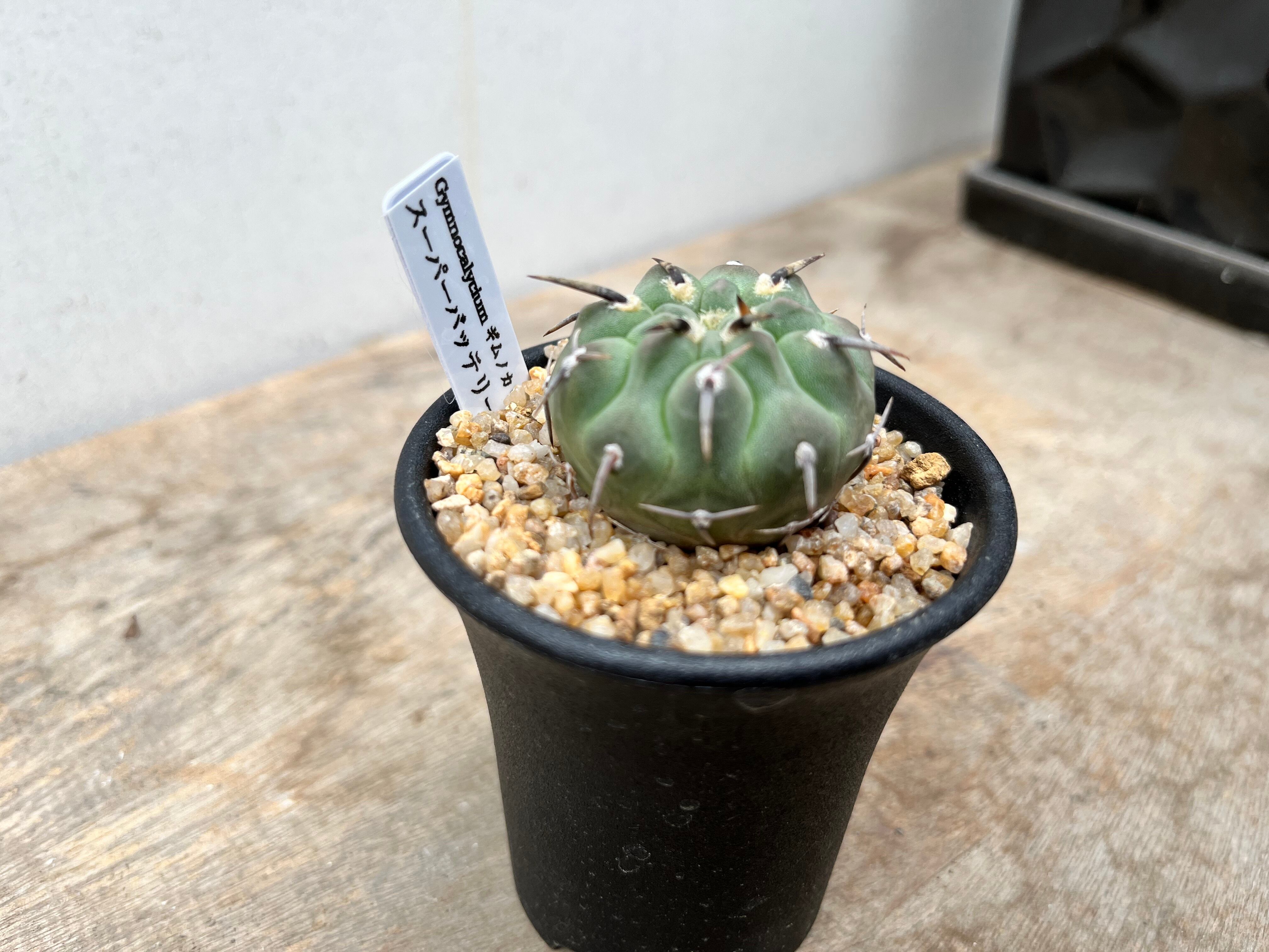 Gymnocalycium vatteri ギムノカリキュウム スーパーバッテリー 一本刺
