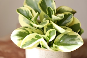 ペペロミア・フイリ/Peperomia　※陶器鉢カバー付き　※日陰で育てられる