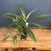 【クリアランス】エピプレムナム アンプリッシマム 斑入り【737】