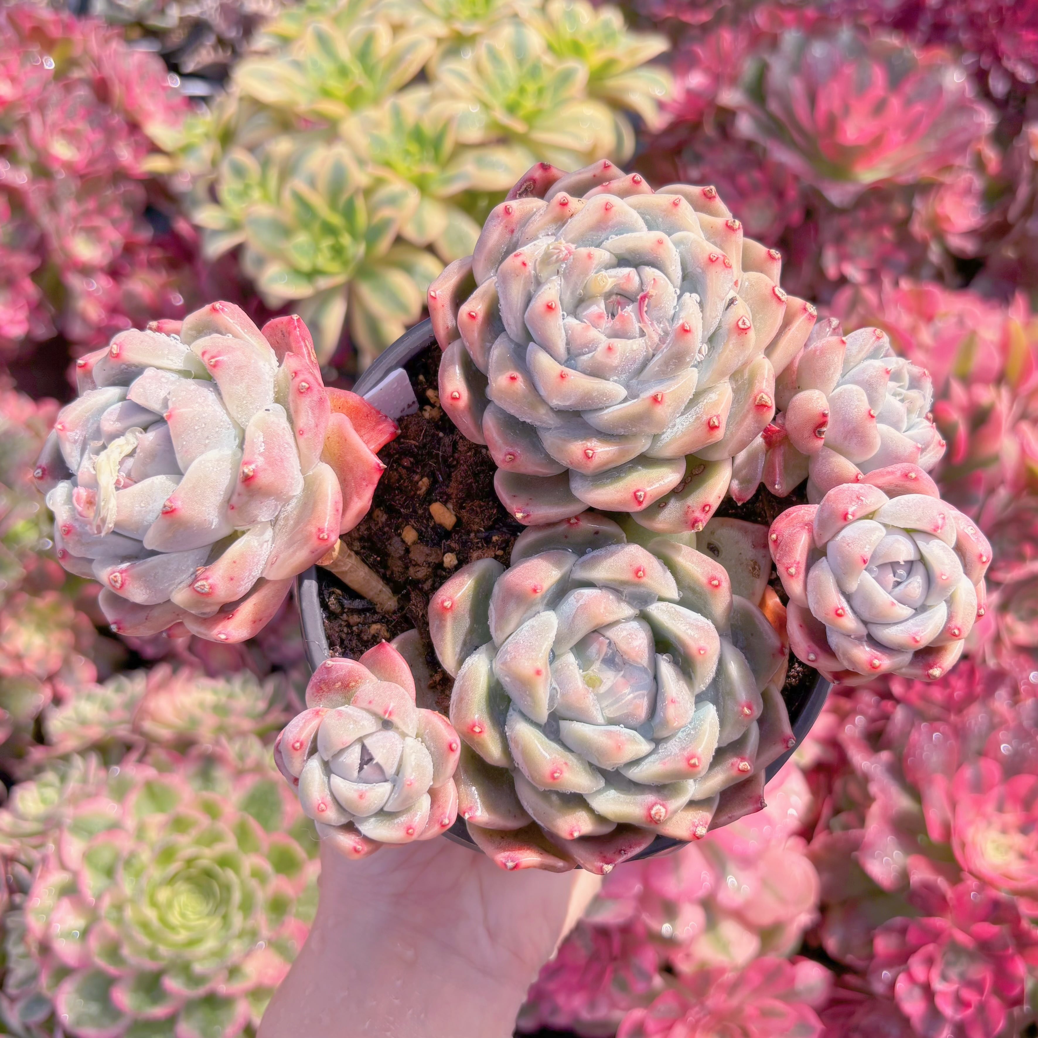 現品　Alba Beauty#A013　るる農園