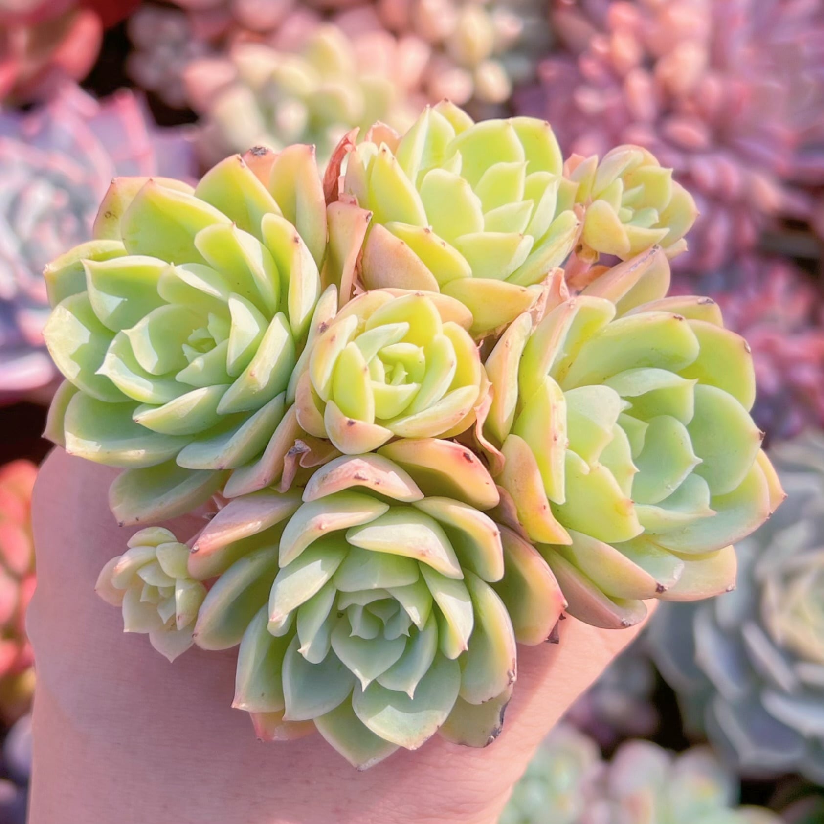 多肉植物　メロン群生　新入荷　るる農園