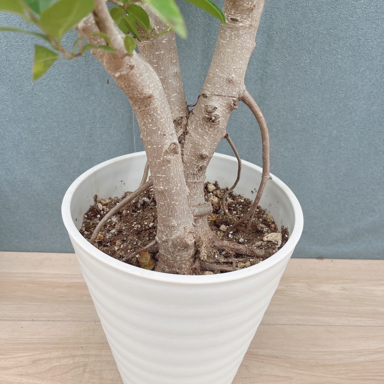 現品］91番 ガジュマル 8号 観葉植物 室内 大型 幹太 | PF green