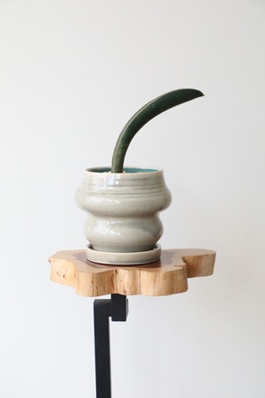 【S】サンスベリアベースボールバッド/Sanseveria　※陶器鉢付き