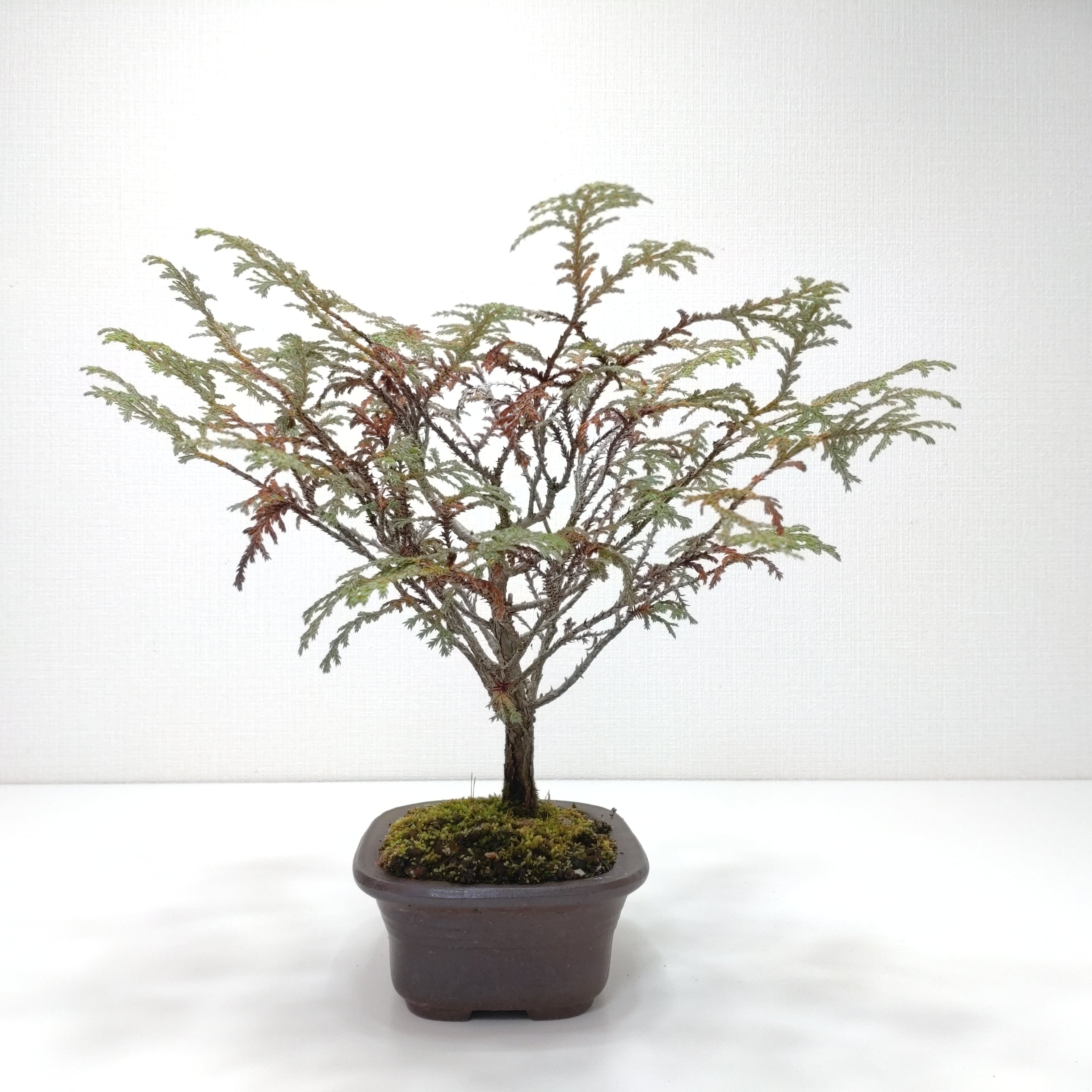 椹（サワラ）盆栽 SS006 椹（サワラ）盆栽 SS006