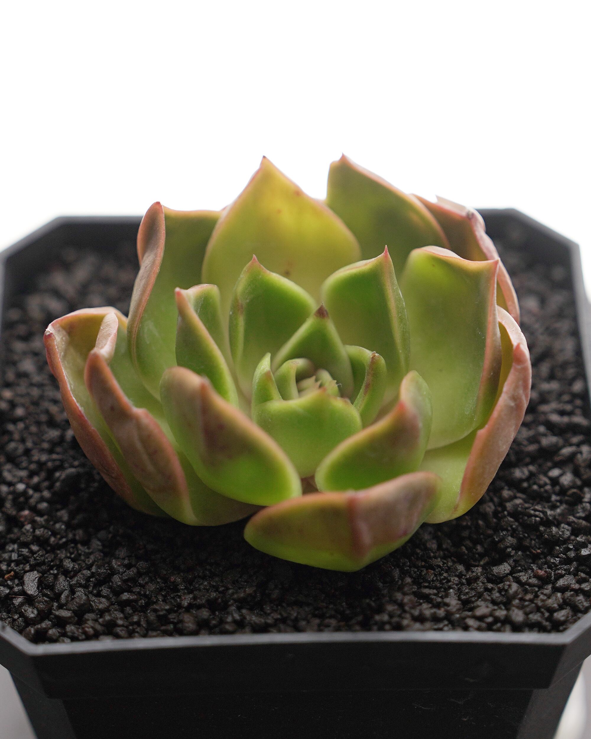 多肉植物。 專用図 楽天市場】ハイポネックス キュート サボテン・多肉植物用 150ml