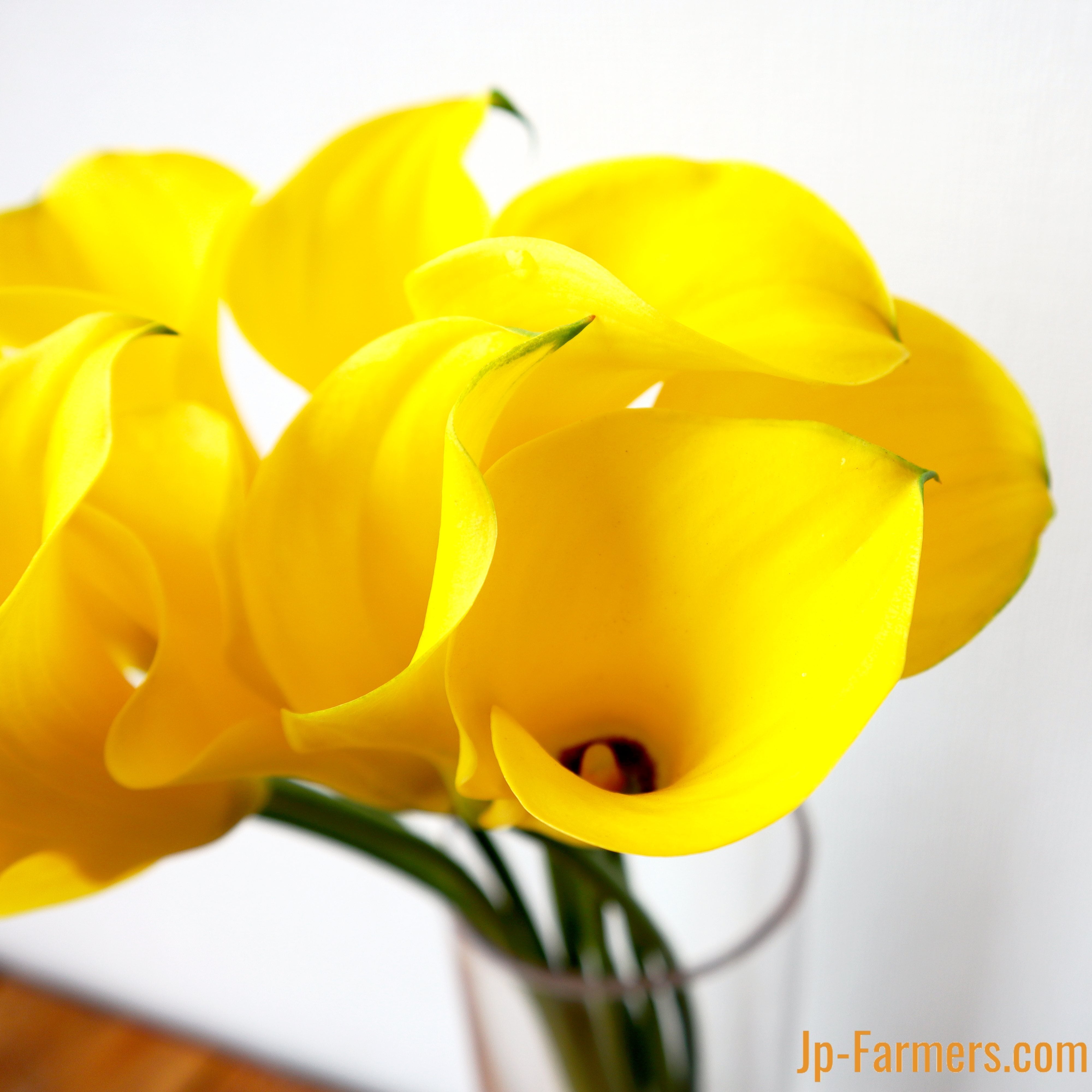 金色のイエロー フラワースピリット カラー（イエロー） 20本 | 新鮮