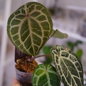 【正規タグ付き】Anthurium 'Michelle' by DOC BLOCK⑬ / アンスリウム・ミシェル│観葉植物