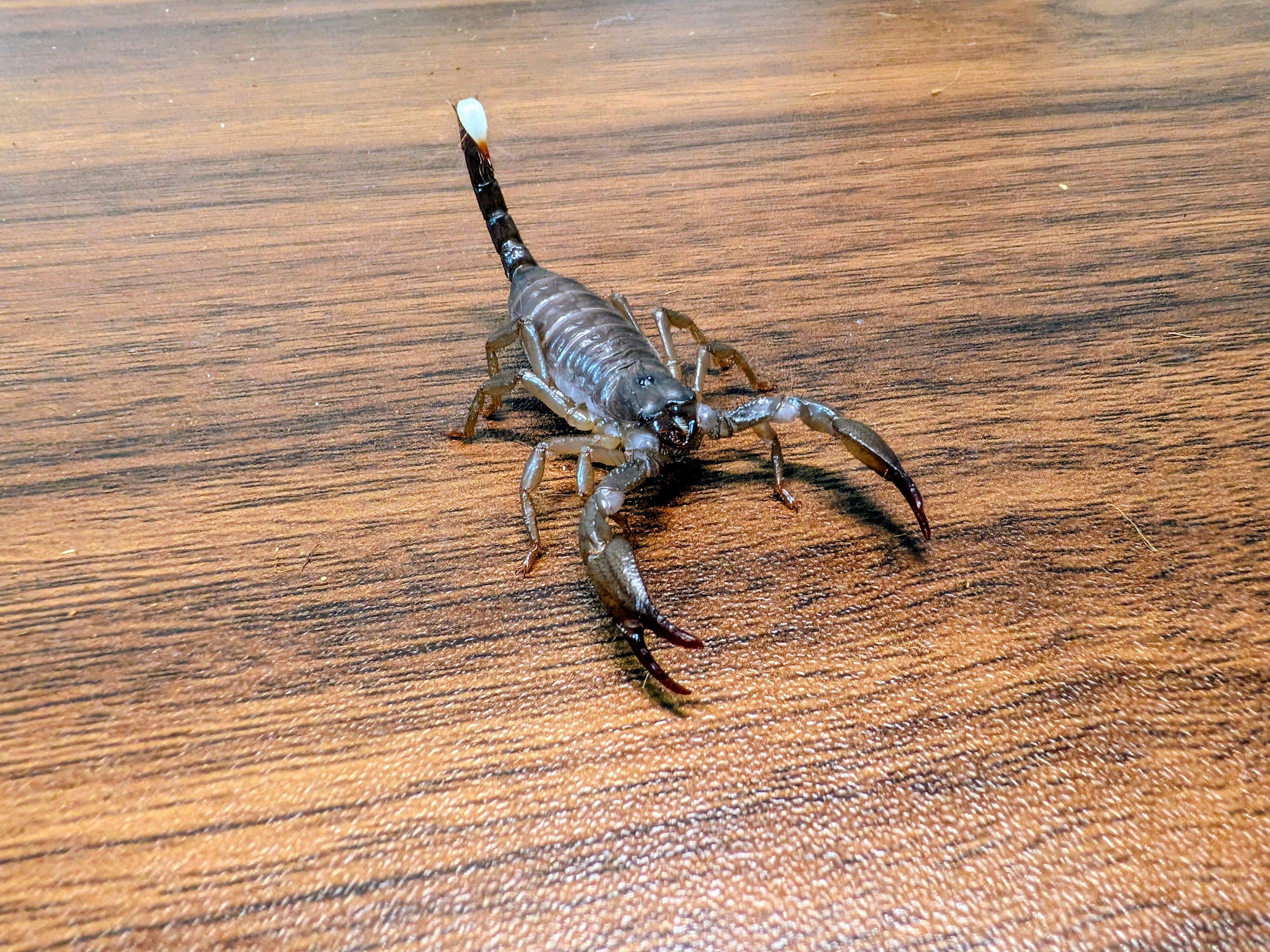 サソリ | BUG.st