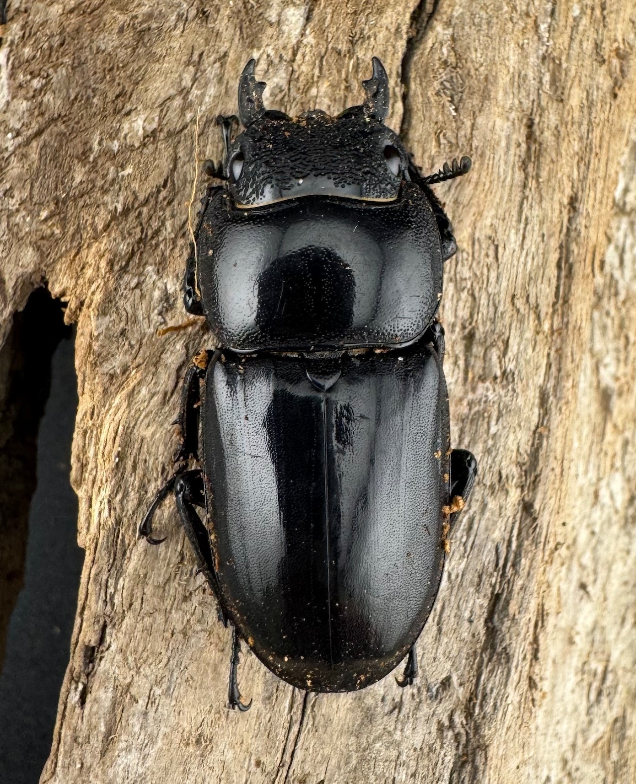 【WD】《パラワンオオヒラタ ガントン産 45.5mm ♀単》