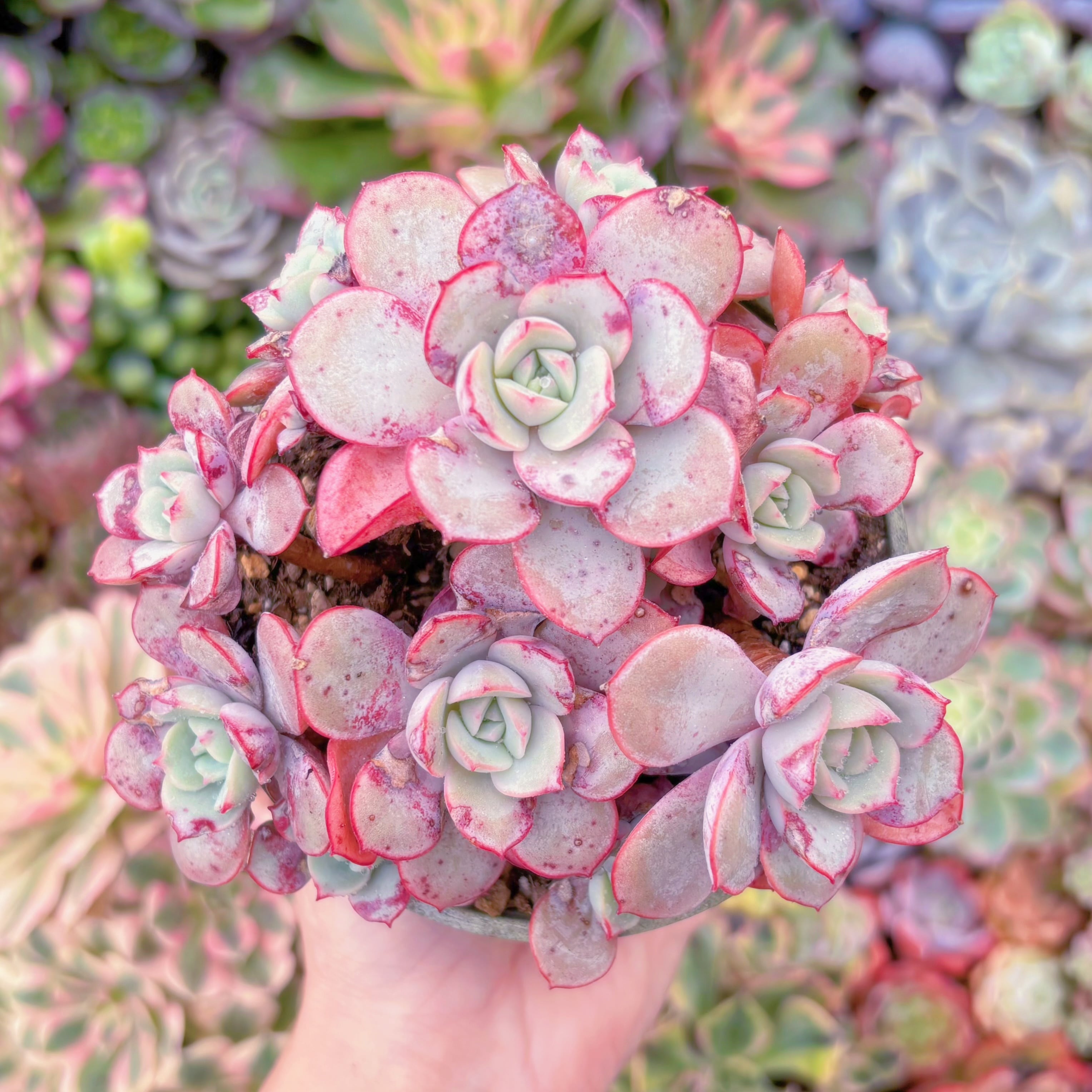 現品　ラウ026#3015　極上株　在庫僅少　るる農園