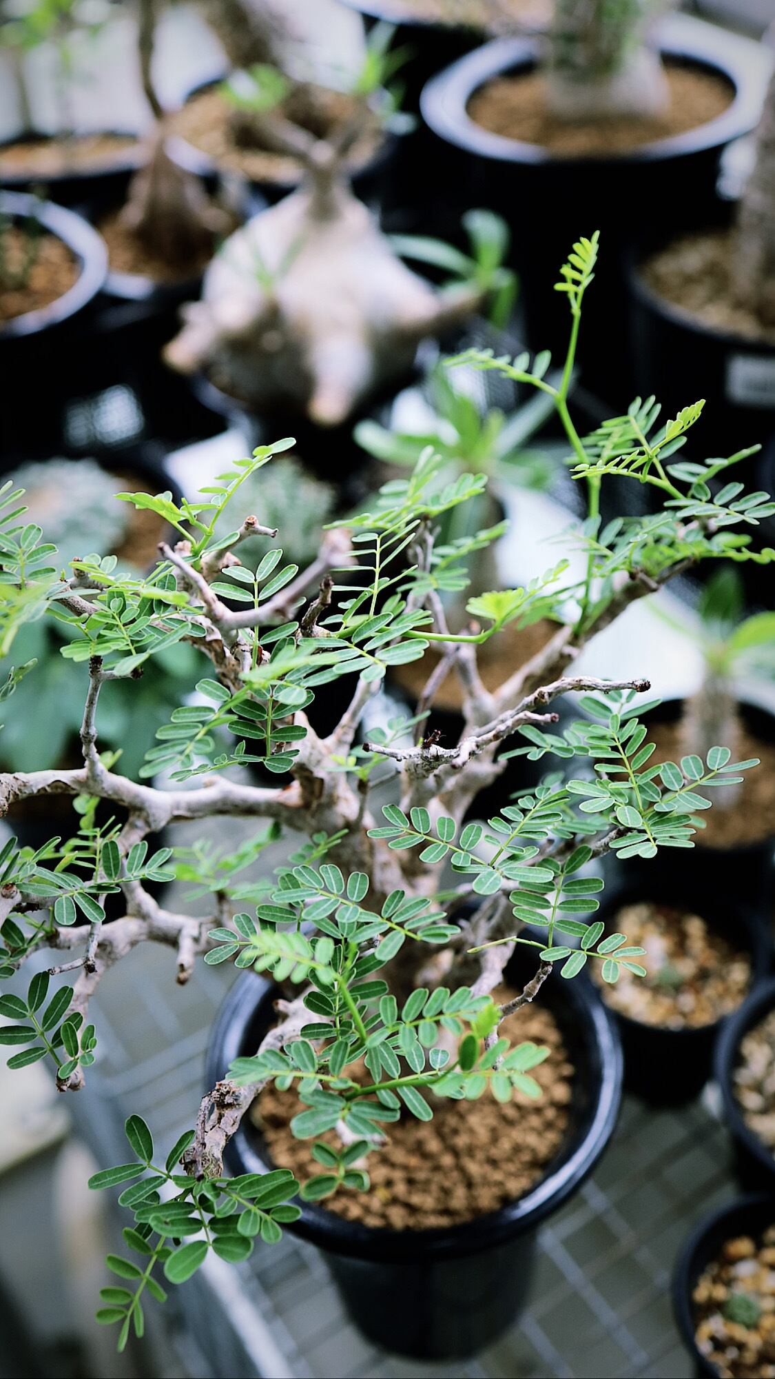 センナ メリディオナリス Senna Meridionalis Savvy Plants センナ メリディオナリス Senna Meridionalis Savvy Plants