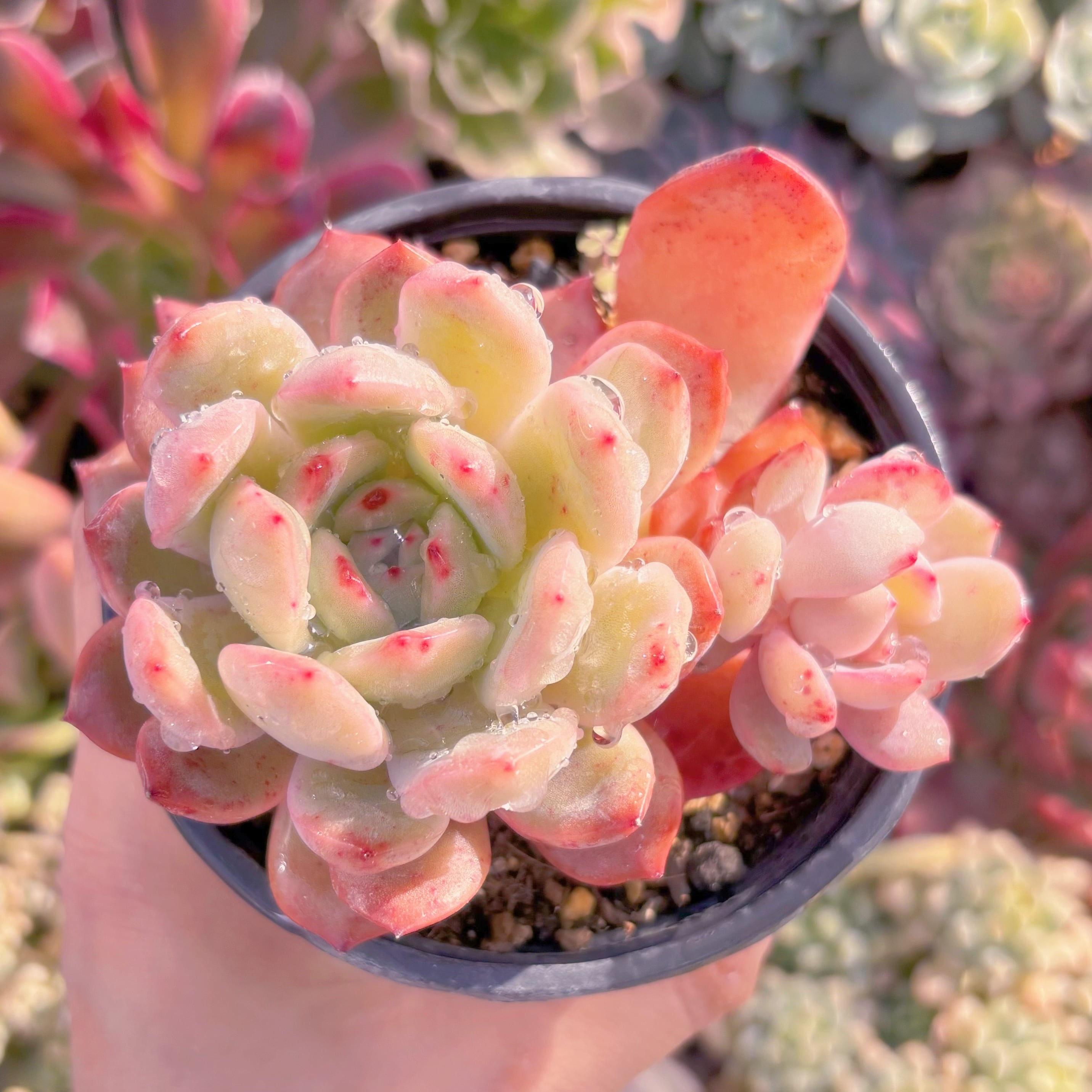 現品　グランピンク#026　るる農園