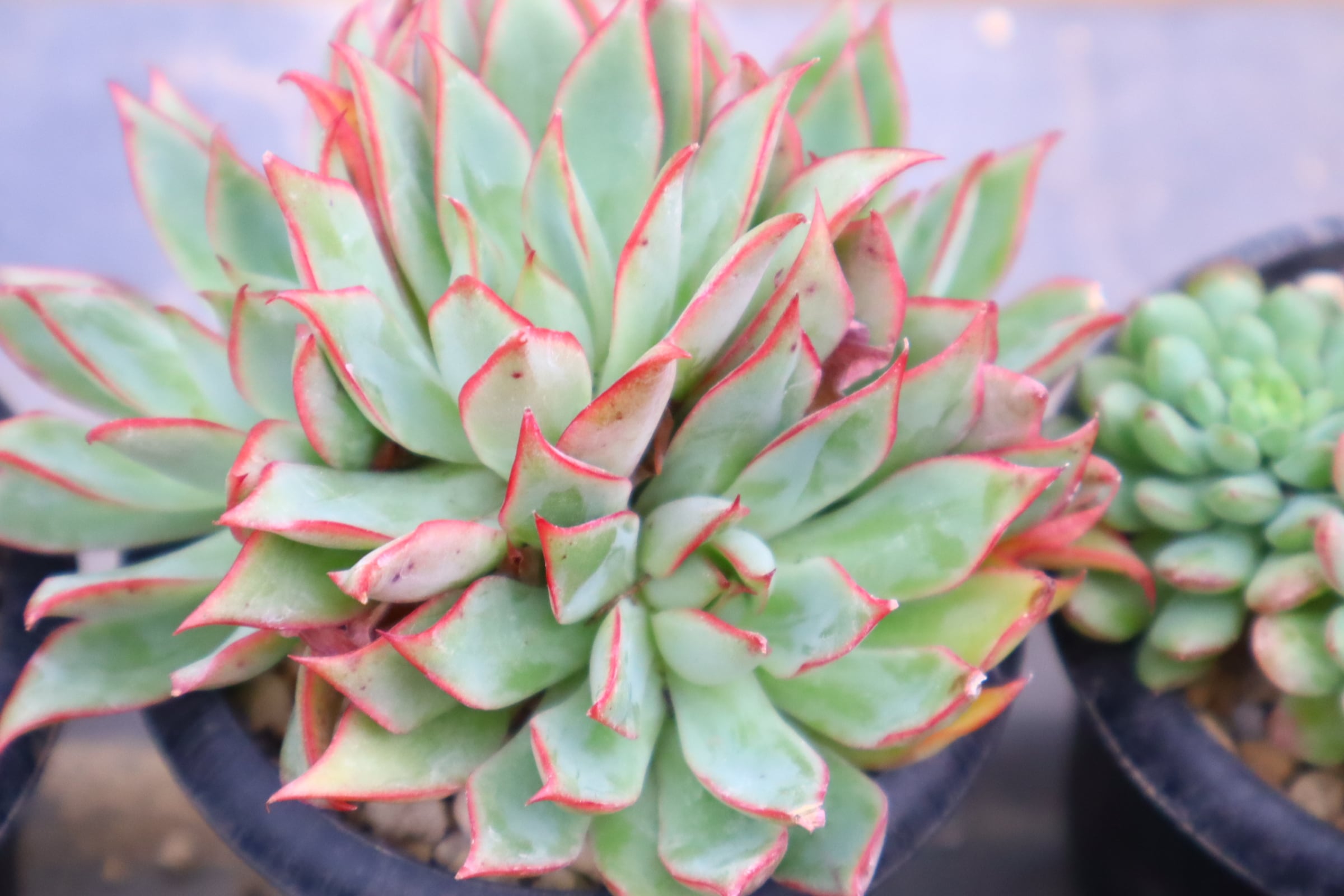 多肉植物アエオニウム錦 ❤️魅金のバラ ❤️ 多肉植物アエオニウム❤️魅金のバラ ❤ 状態図 ❤️多肉植物