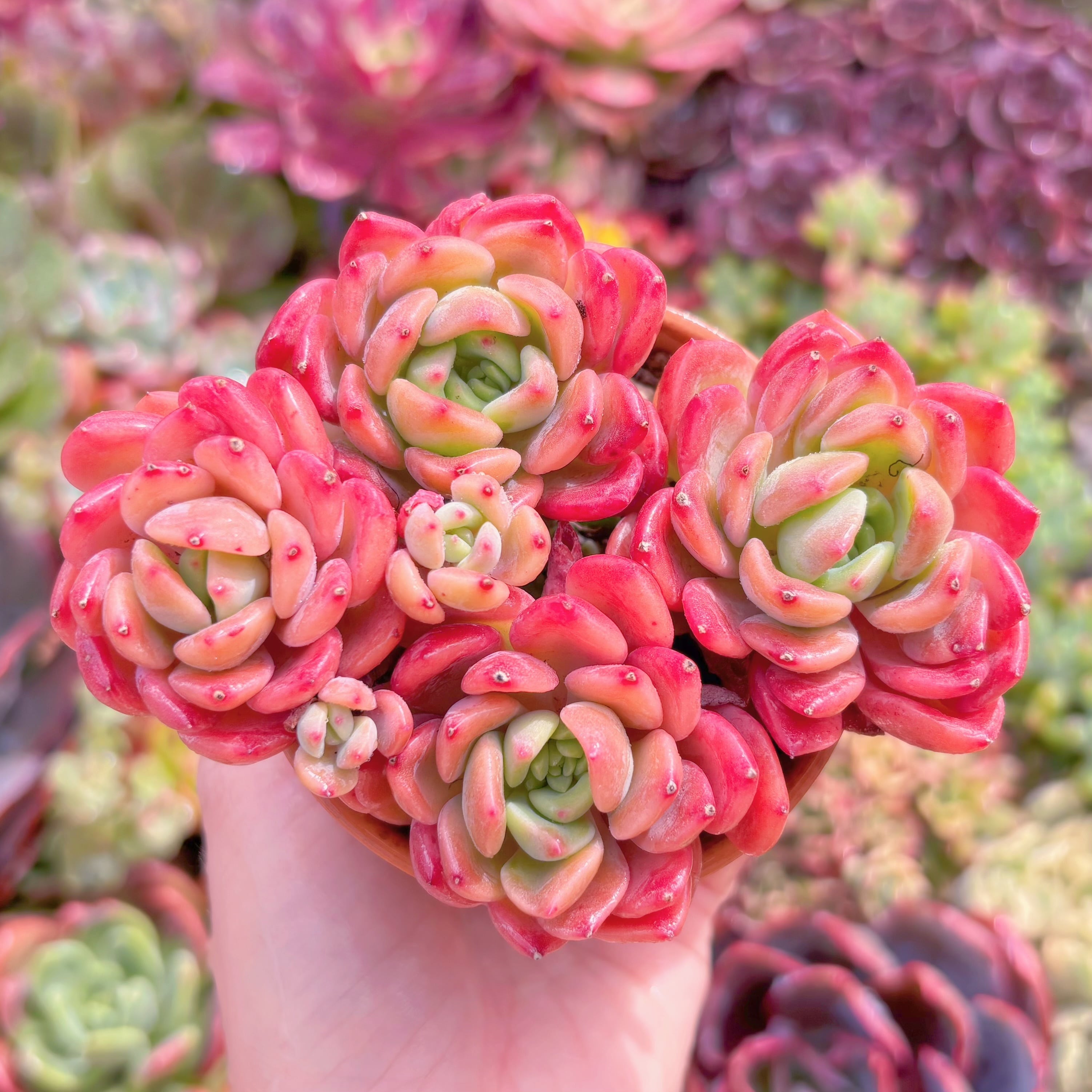 現品　プロディティール#F095　群生　るる農園