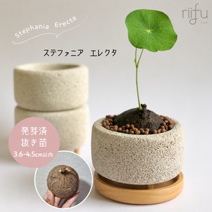 ♡抜き苗♡〚ステファニア エレクタ〛Stephania Erecta 直径3.6-4.5cm以内　コーデックス　塊根植物