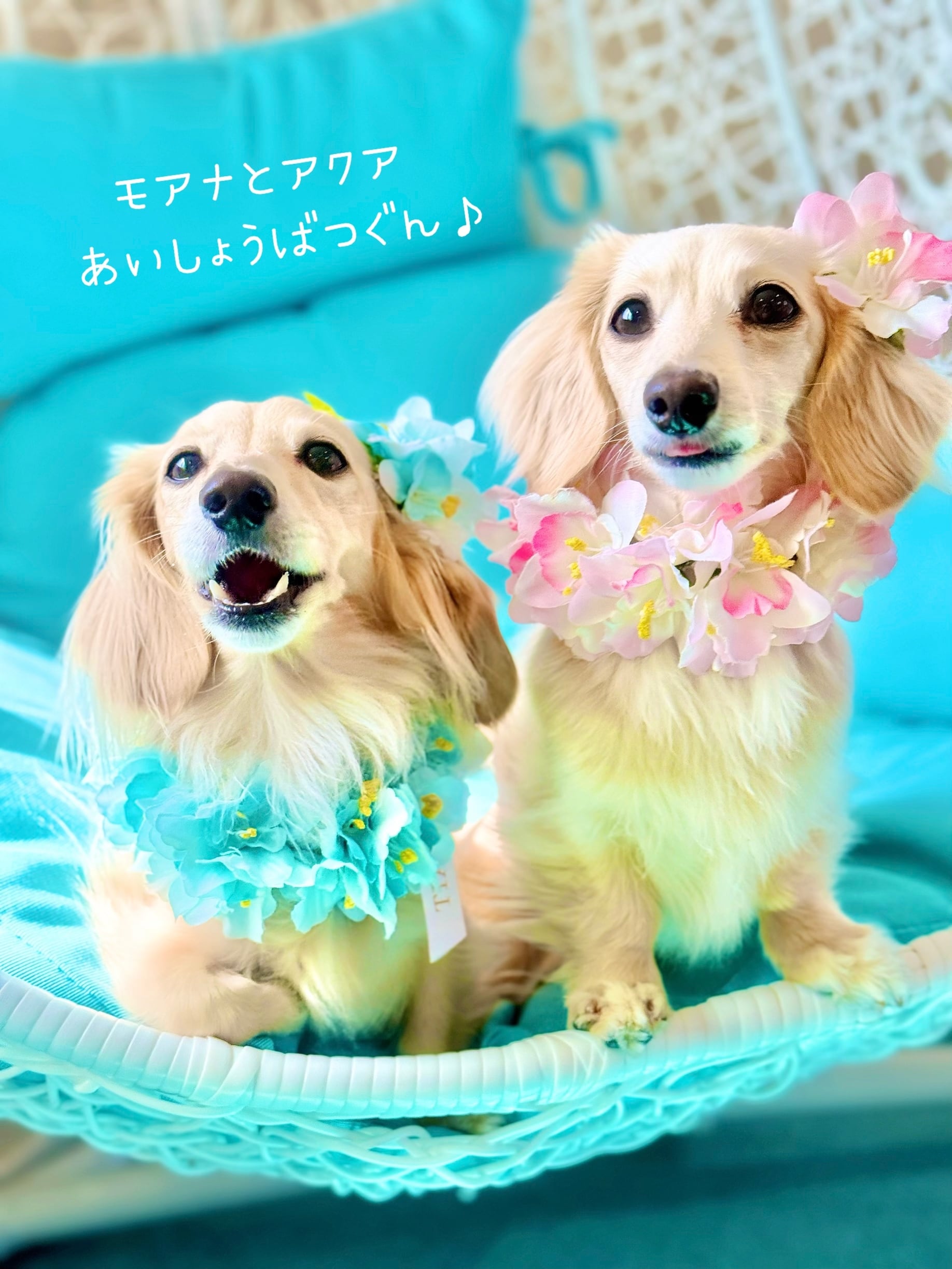 大型犬猫 L アクア