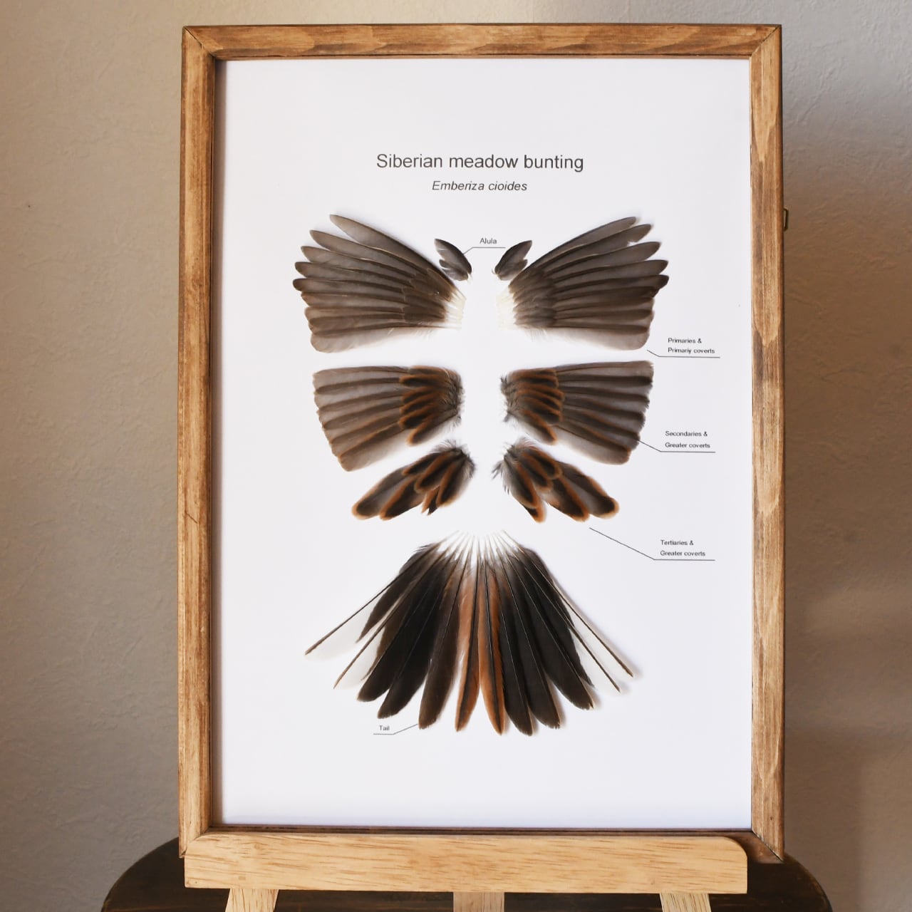 ホオジロの羽根標本 | ほねとはね ONLINE SHOP