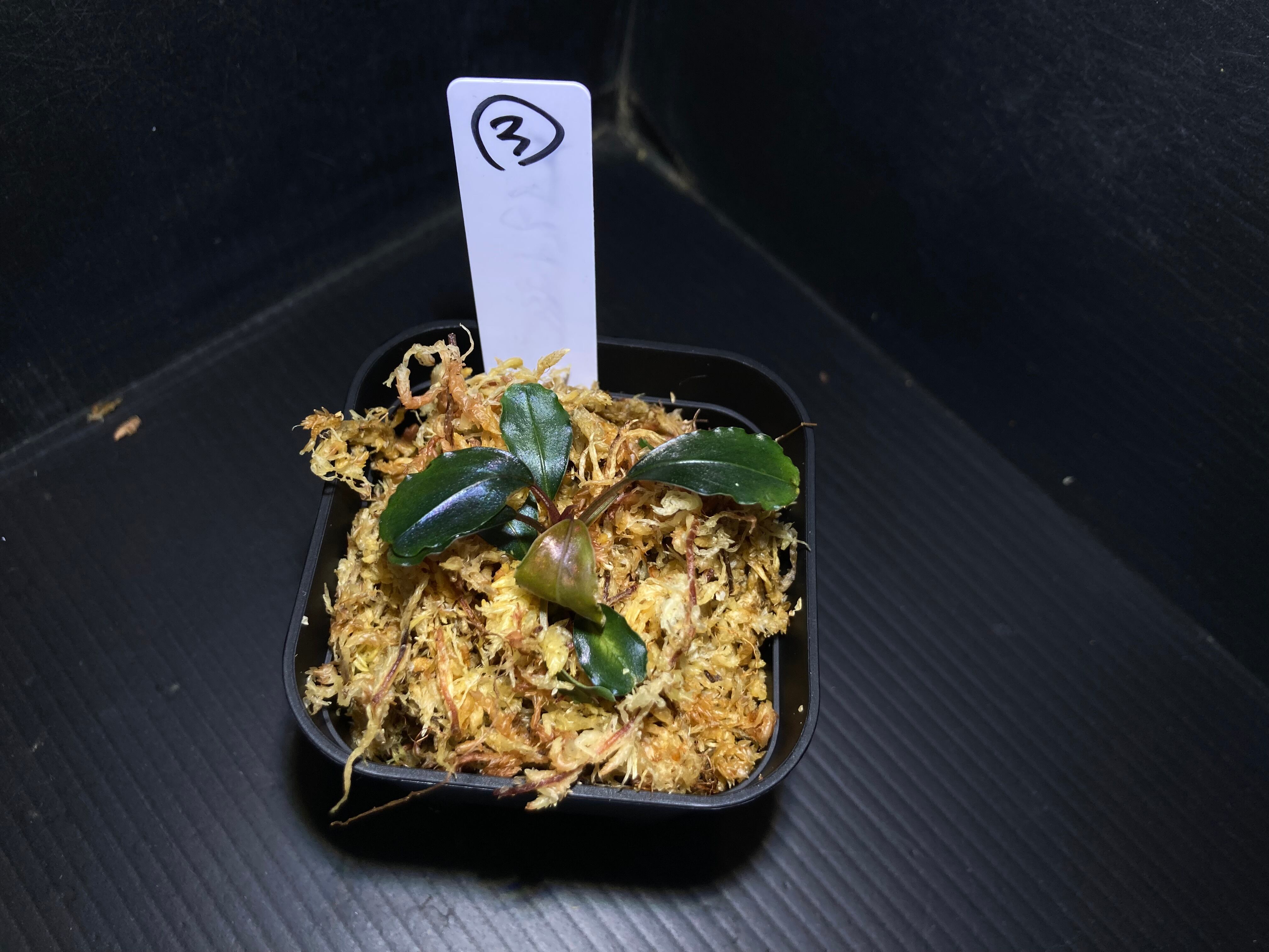 ブセファランドラ | AquaFocus