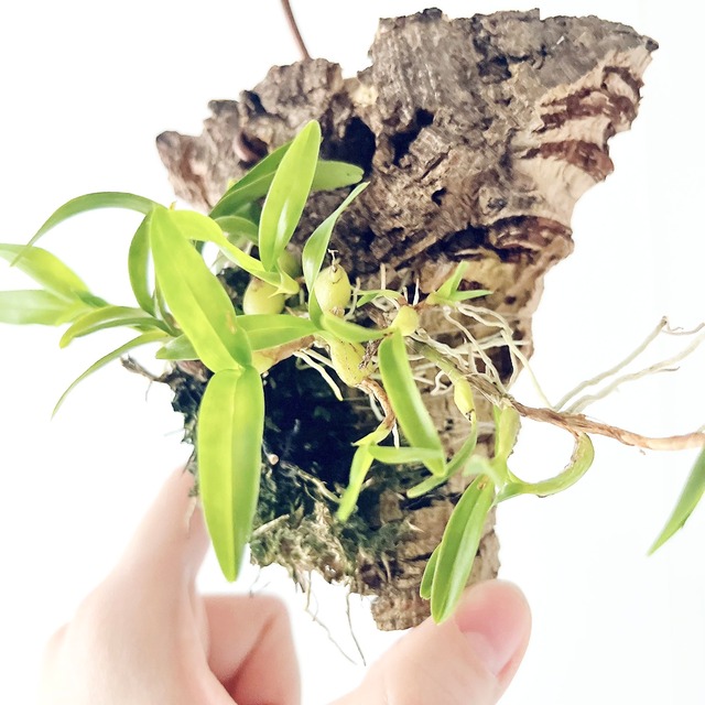 エピデンドラム ポリブルボン コルク付け洋ラン  観葉植物 calm cafe