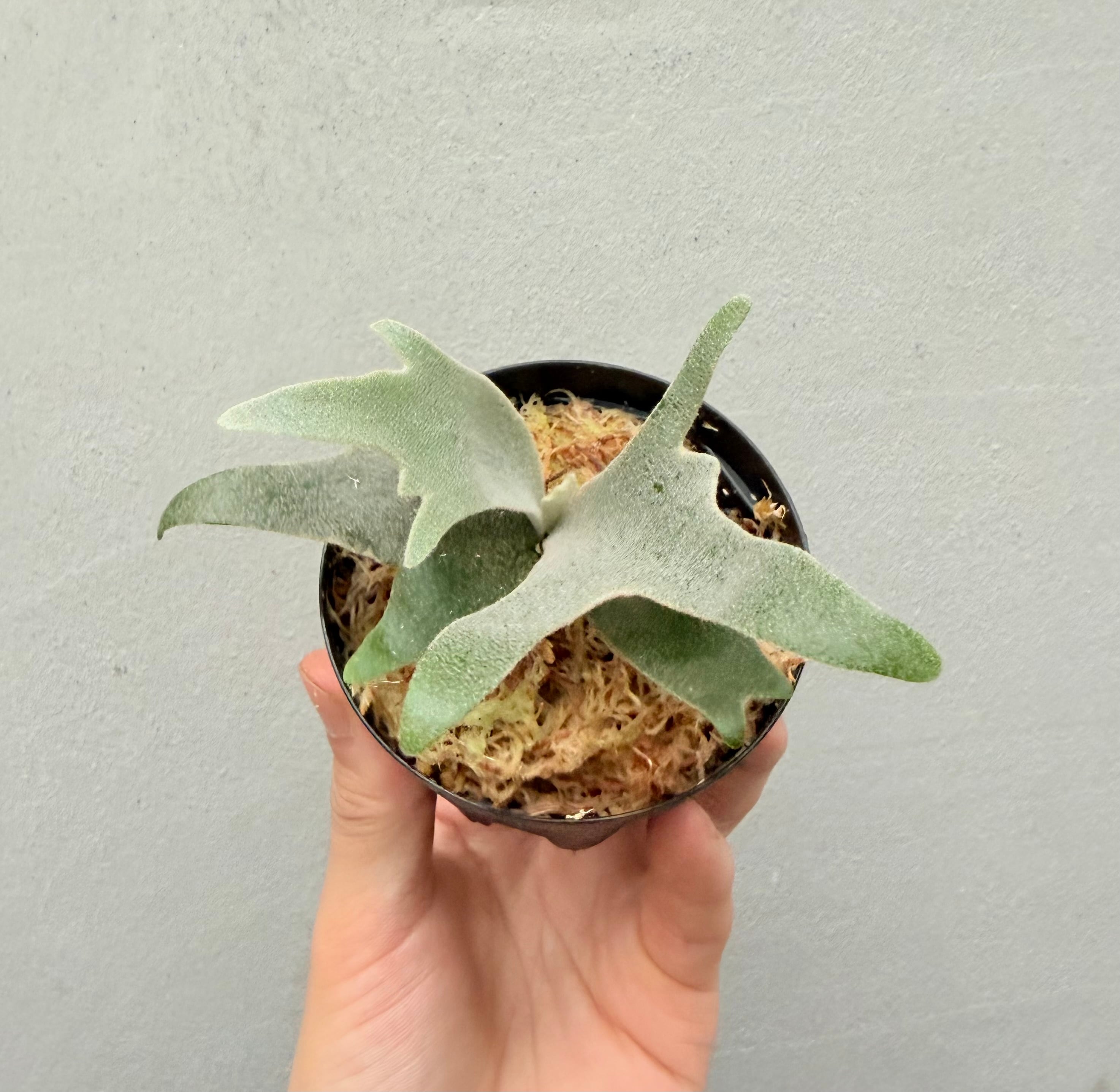 Platycerium_ビカクシダ | vandaka plants