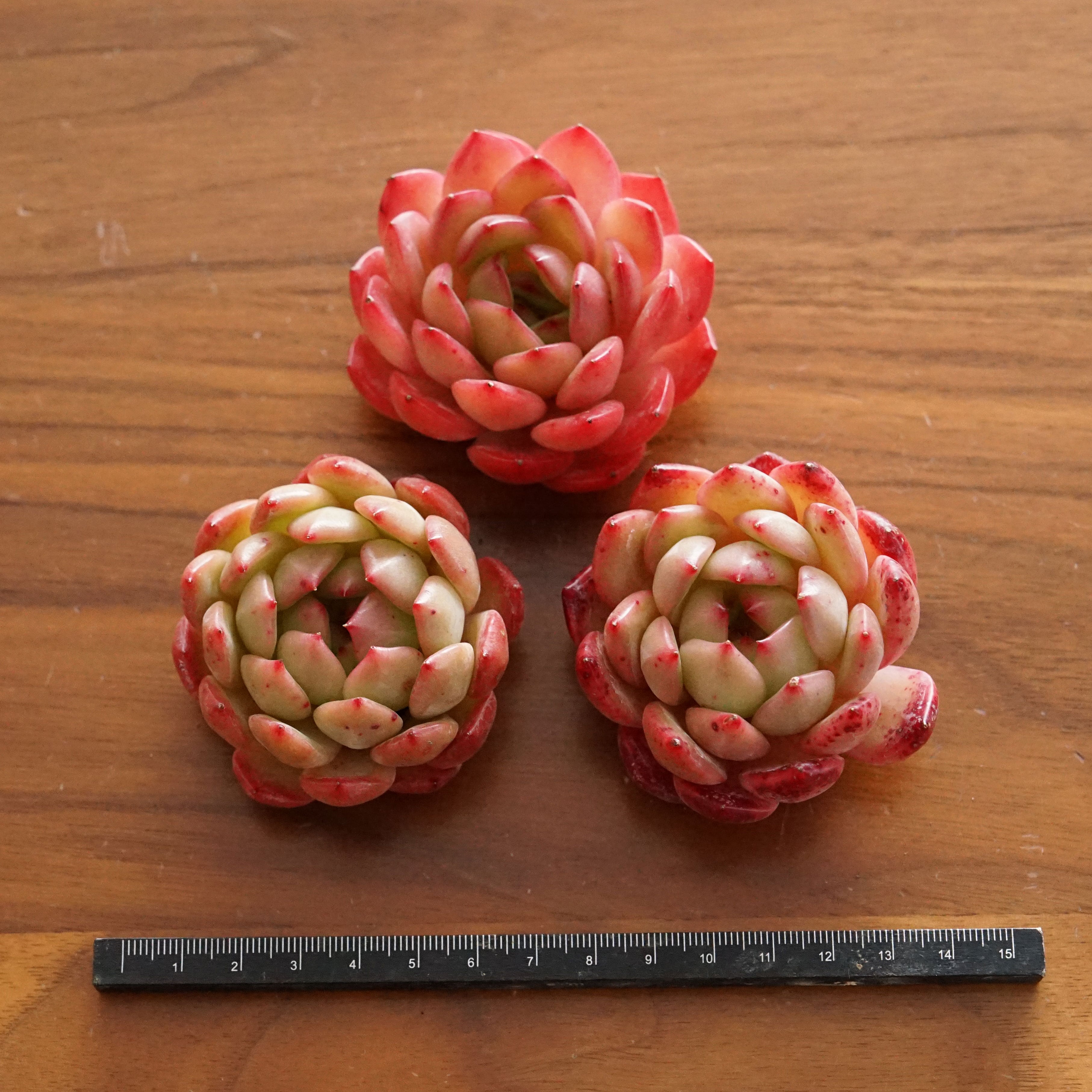 カット苗 カサブランカ 大きめ Echeveria 